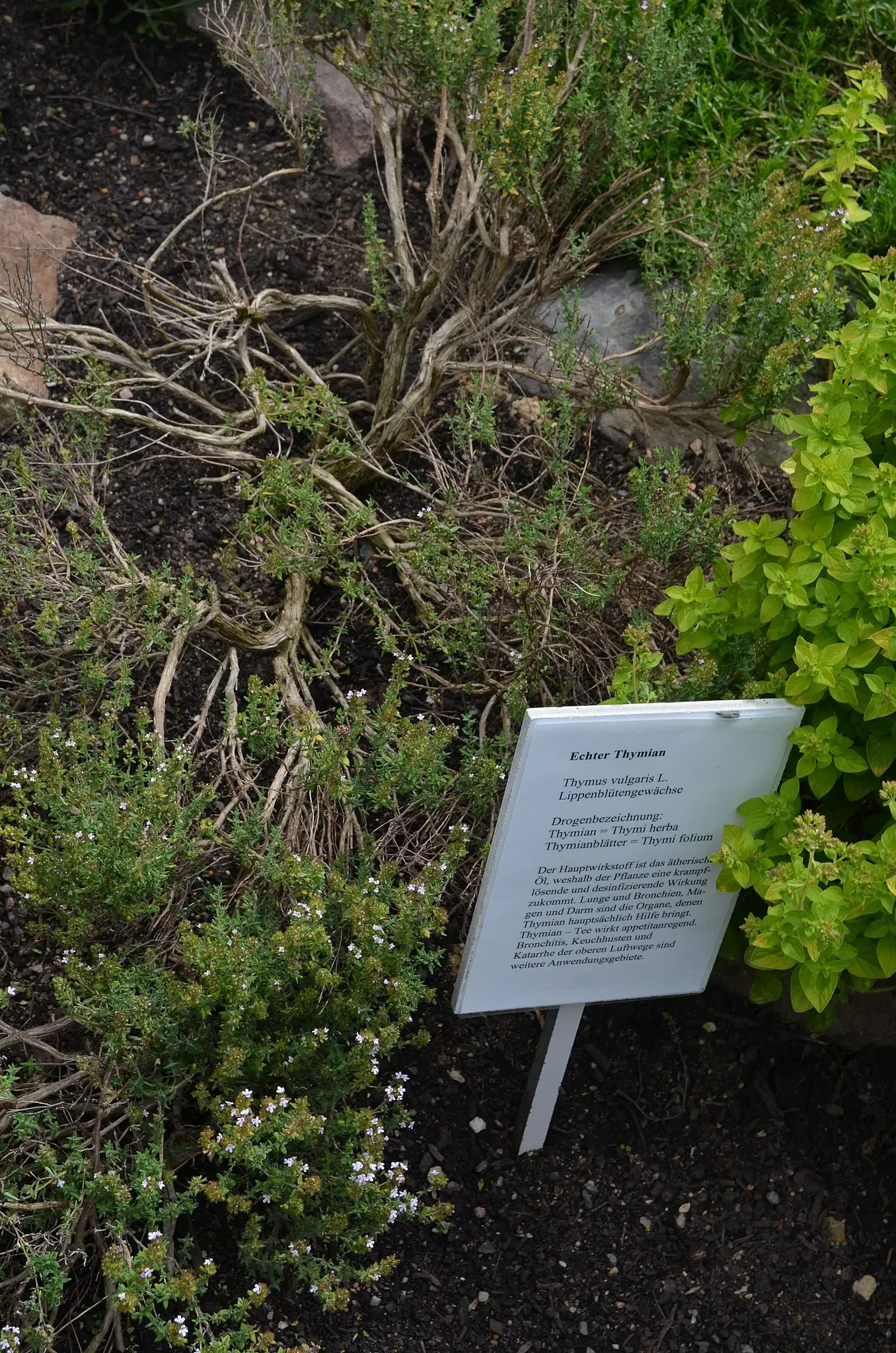 Jardín botánico de Chemnitz