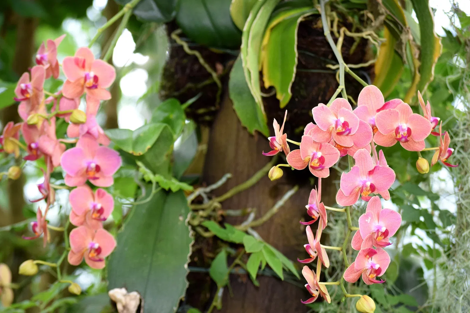 Jardín botánico de Chemnitz