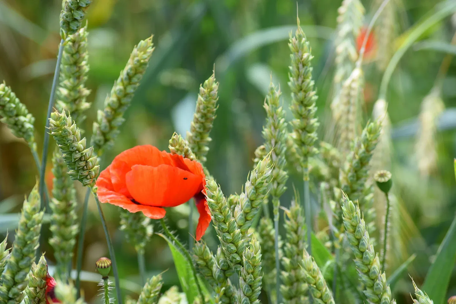 Botanischer Garten Chemnitz