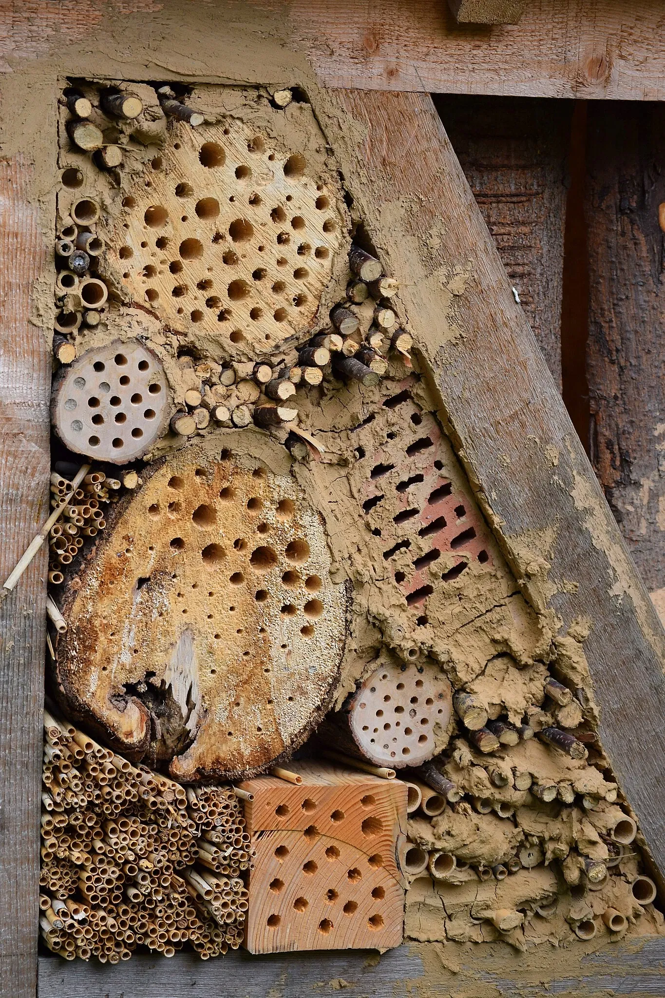 Botanischer Garten Chemnitz