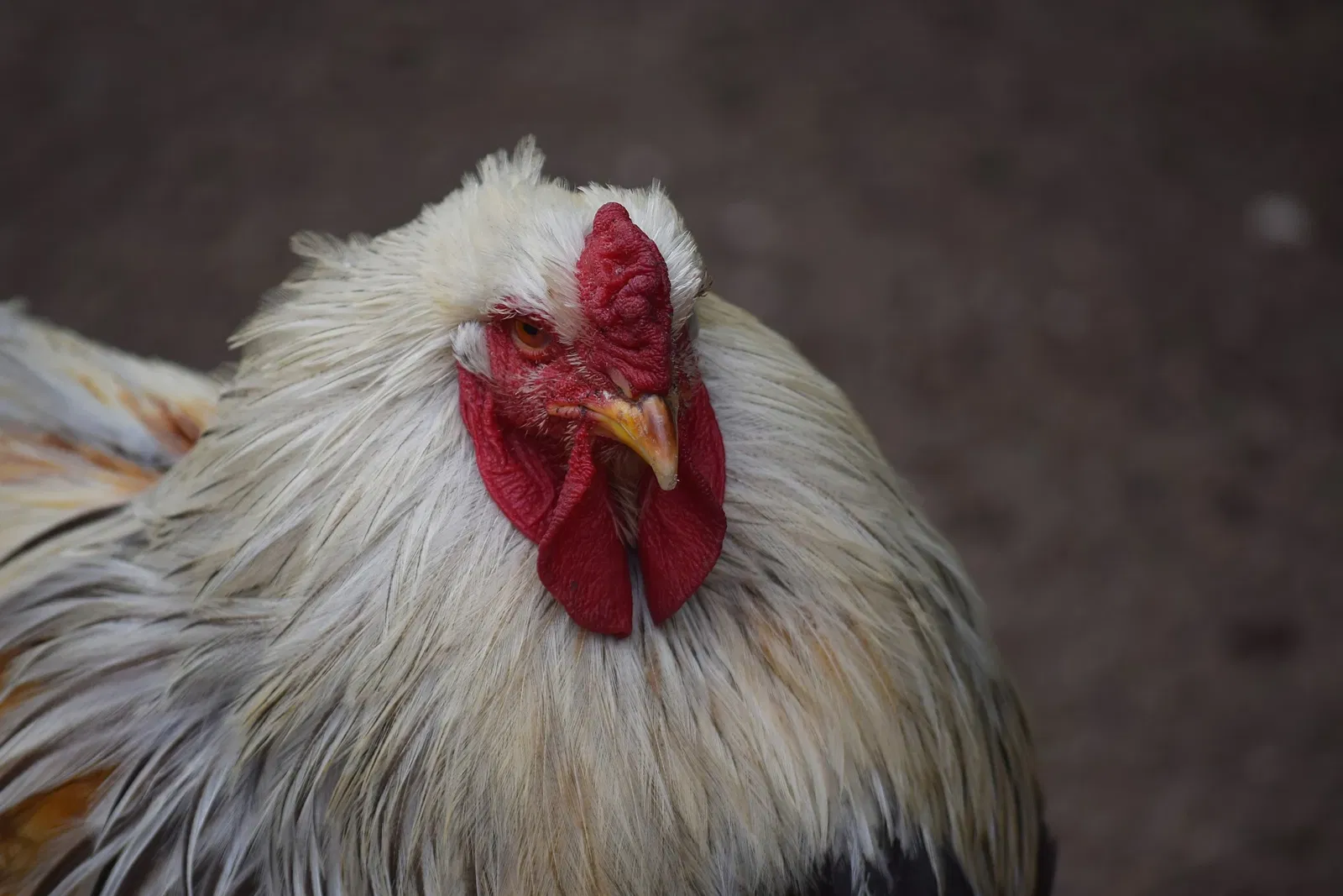 Jardín botánico de Chemnitz