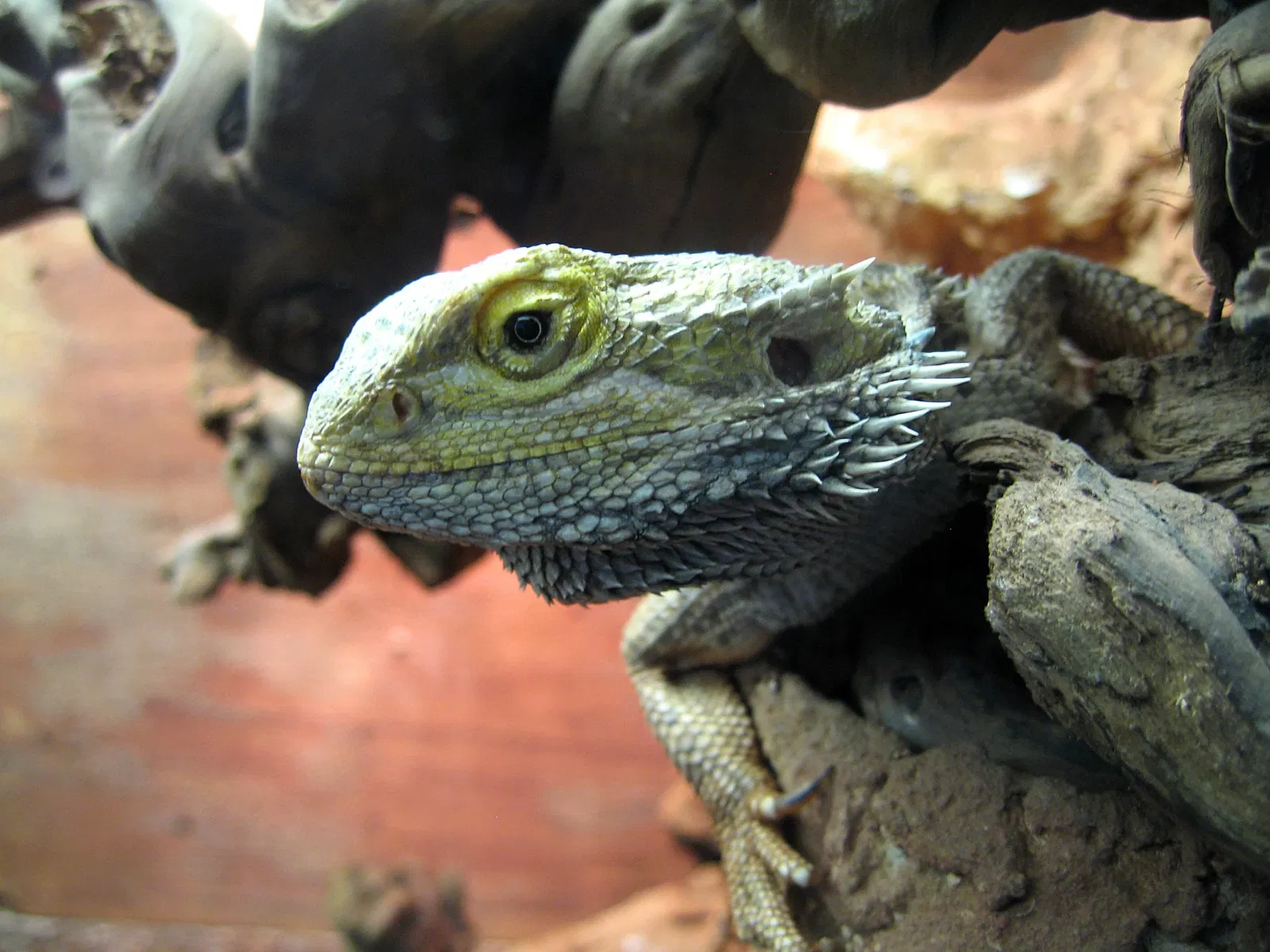 Jardín botánico de Chemnitz