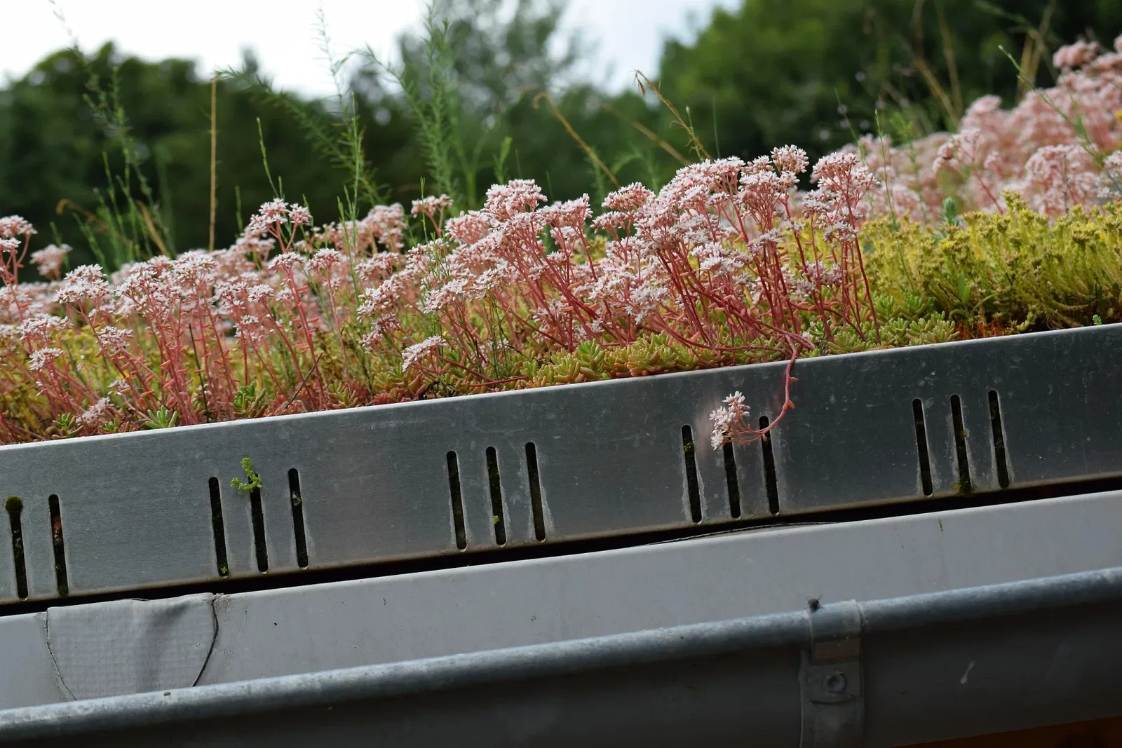 Jardín botánico de Chemnitz