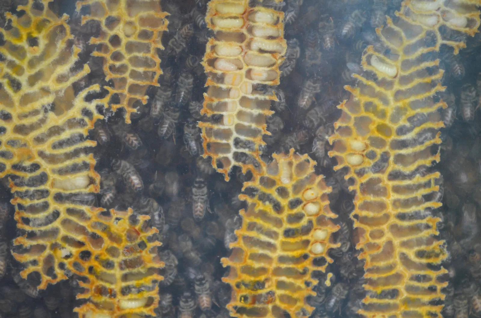 Jardín botánico de Chemnitz