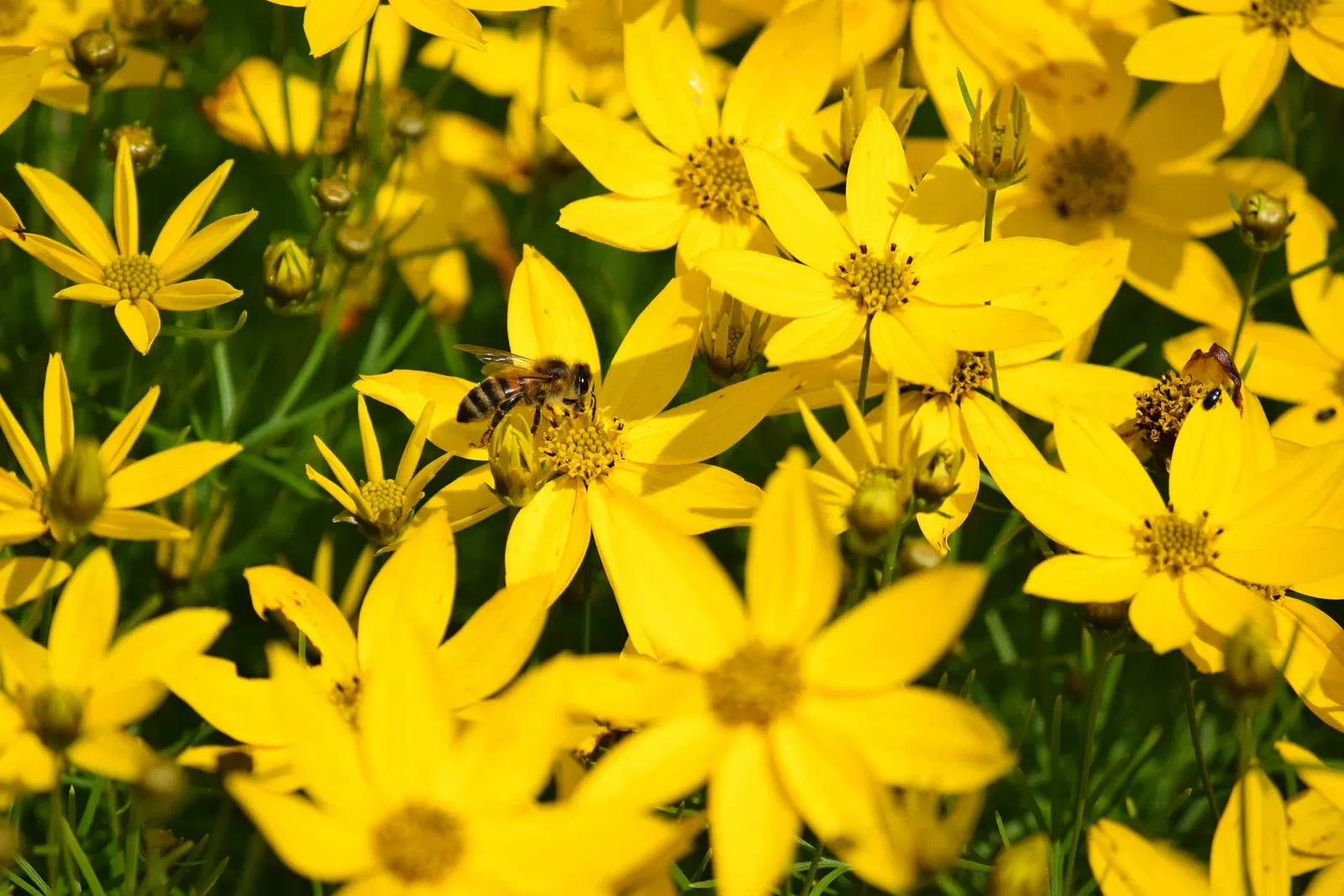 Jardín botánico de Chemnitz