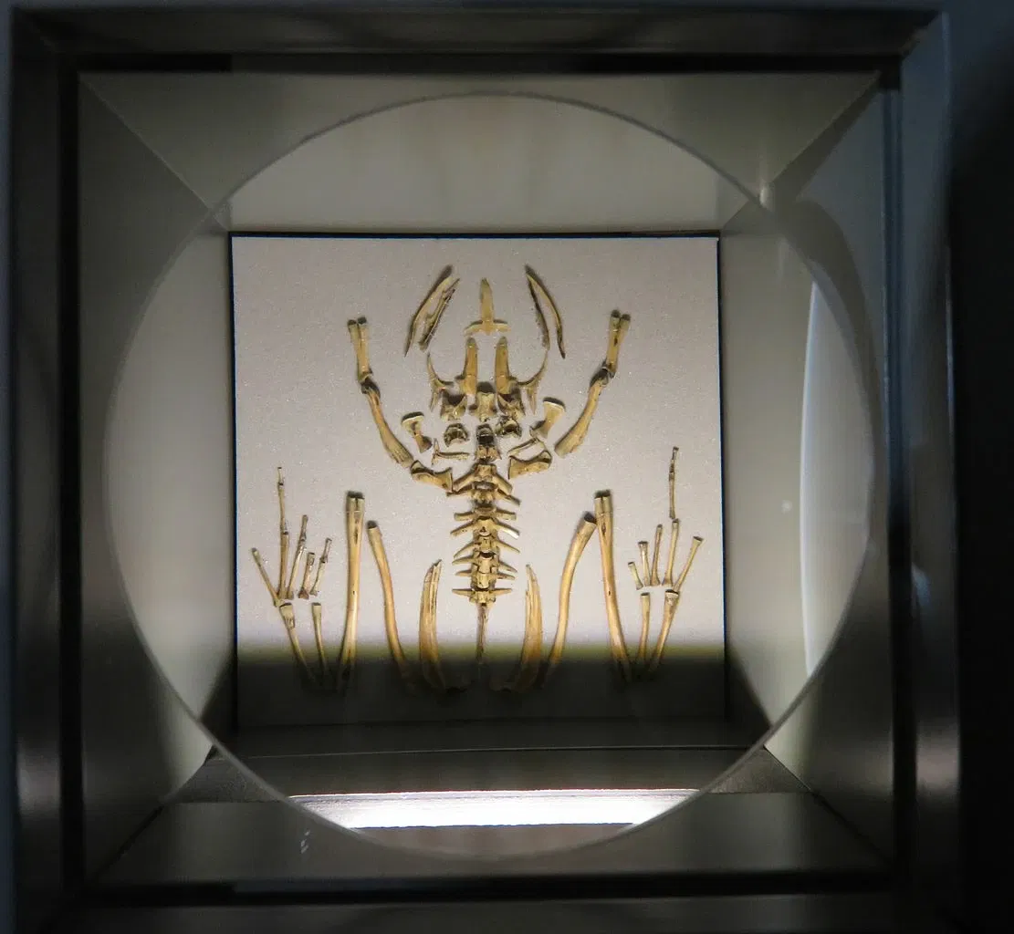 SMAC Staatliches Museum für Archäologie Chemnitz