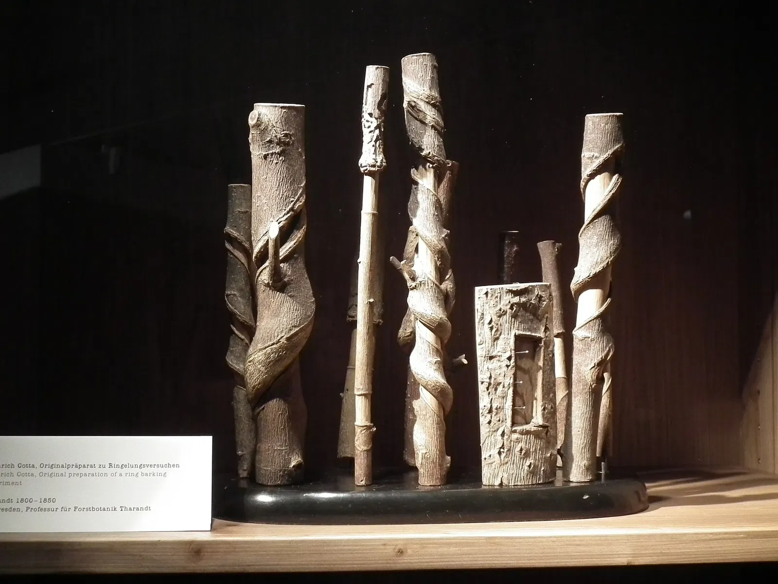 SMAC Staatliches Museum für Archäologie Chemnitz