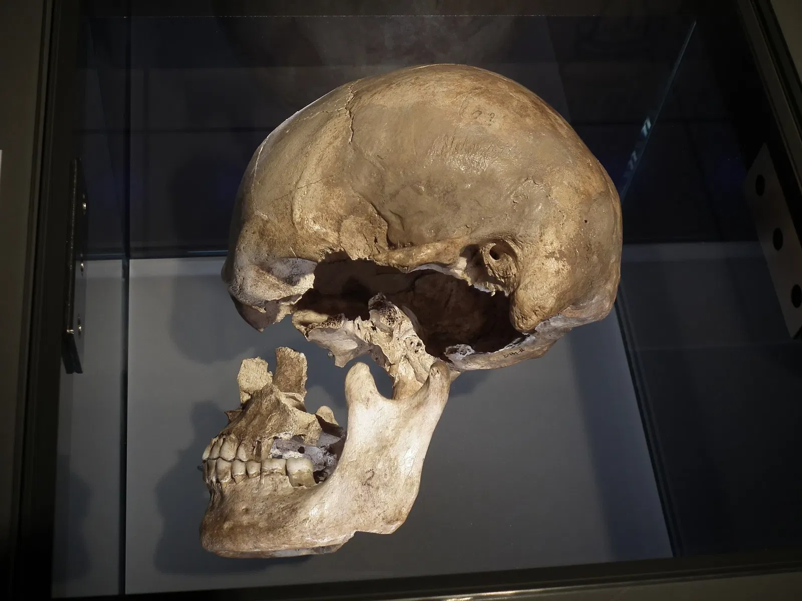 State Museum of Archaeology Chemnitz