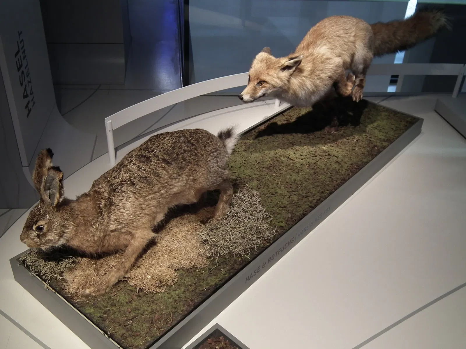 SMAC Staatliches Museum für Archäologie Chemnitz