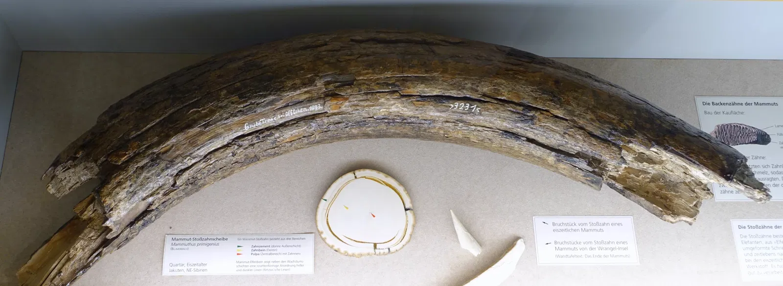 Museo di storia naturale di Braunschweig