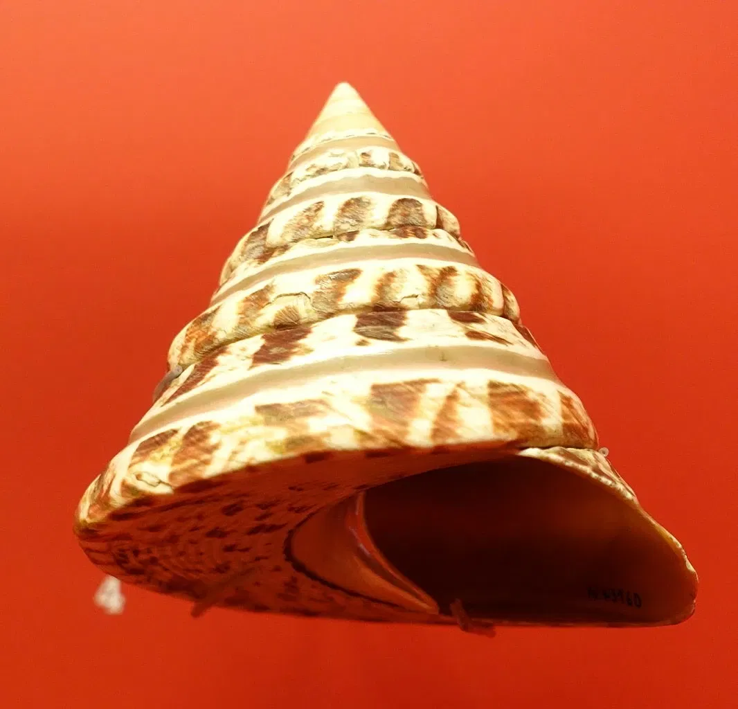 Naturhistorisches Museum Braunschweig