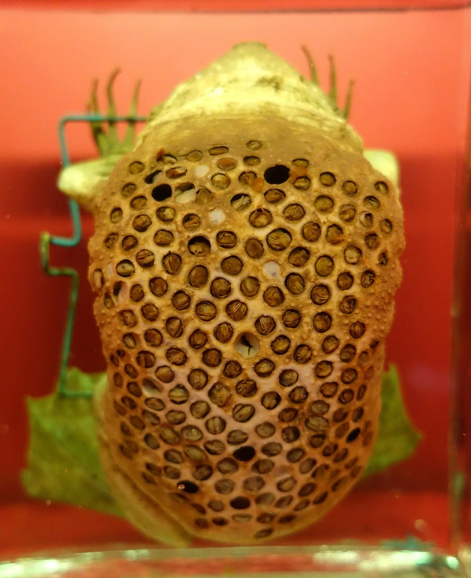 State Natural History Museum