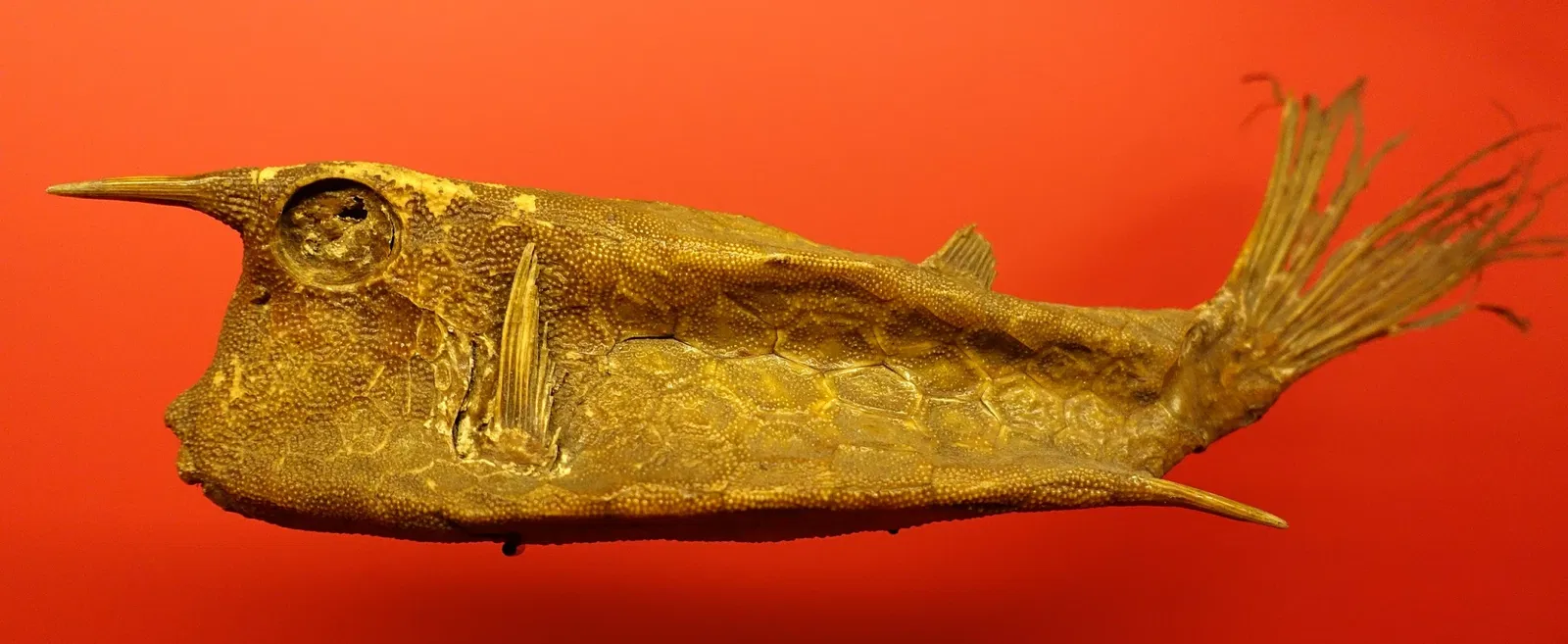 Naturhistorisches Museum Braunschweig