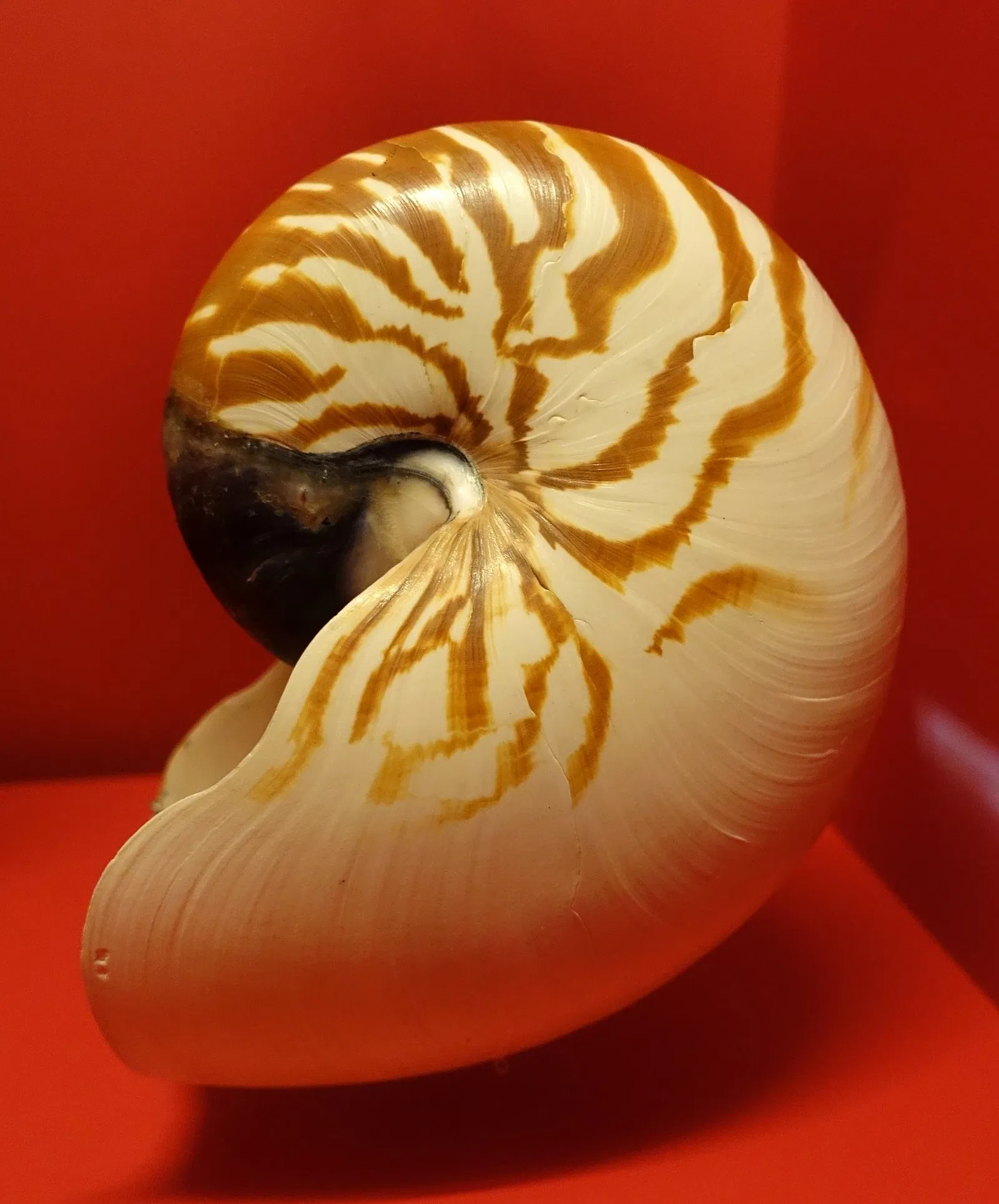 State Natural History Museum