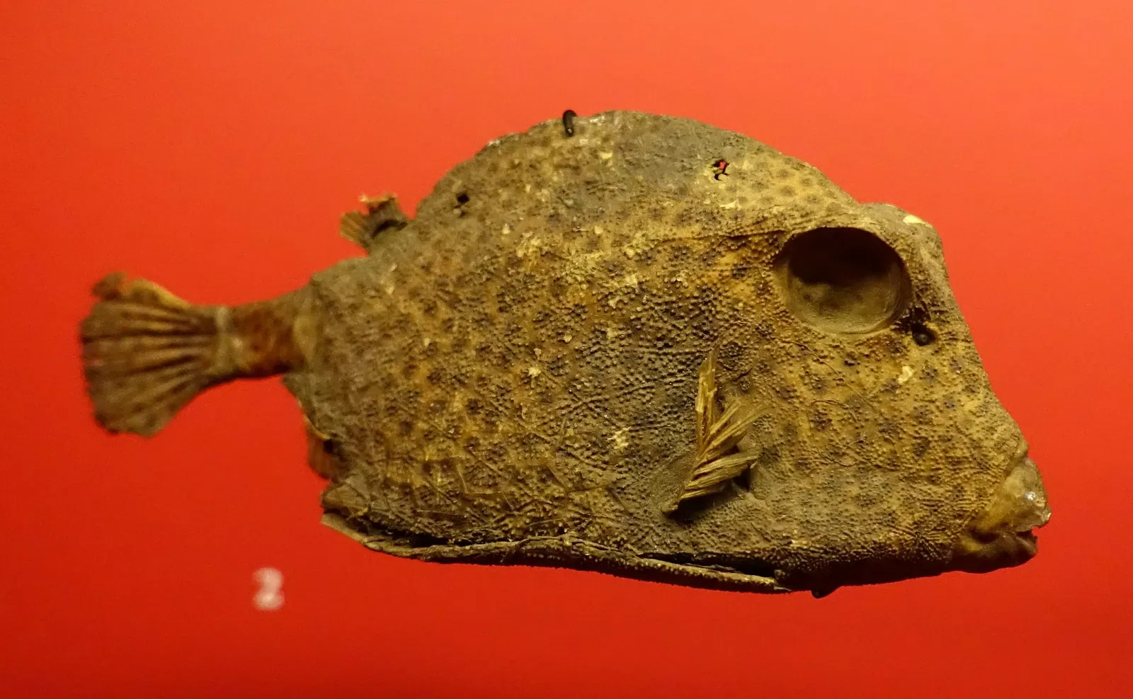 State Natural History Museum