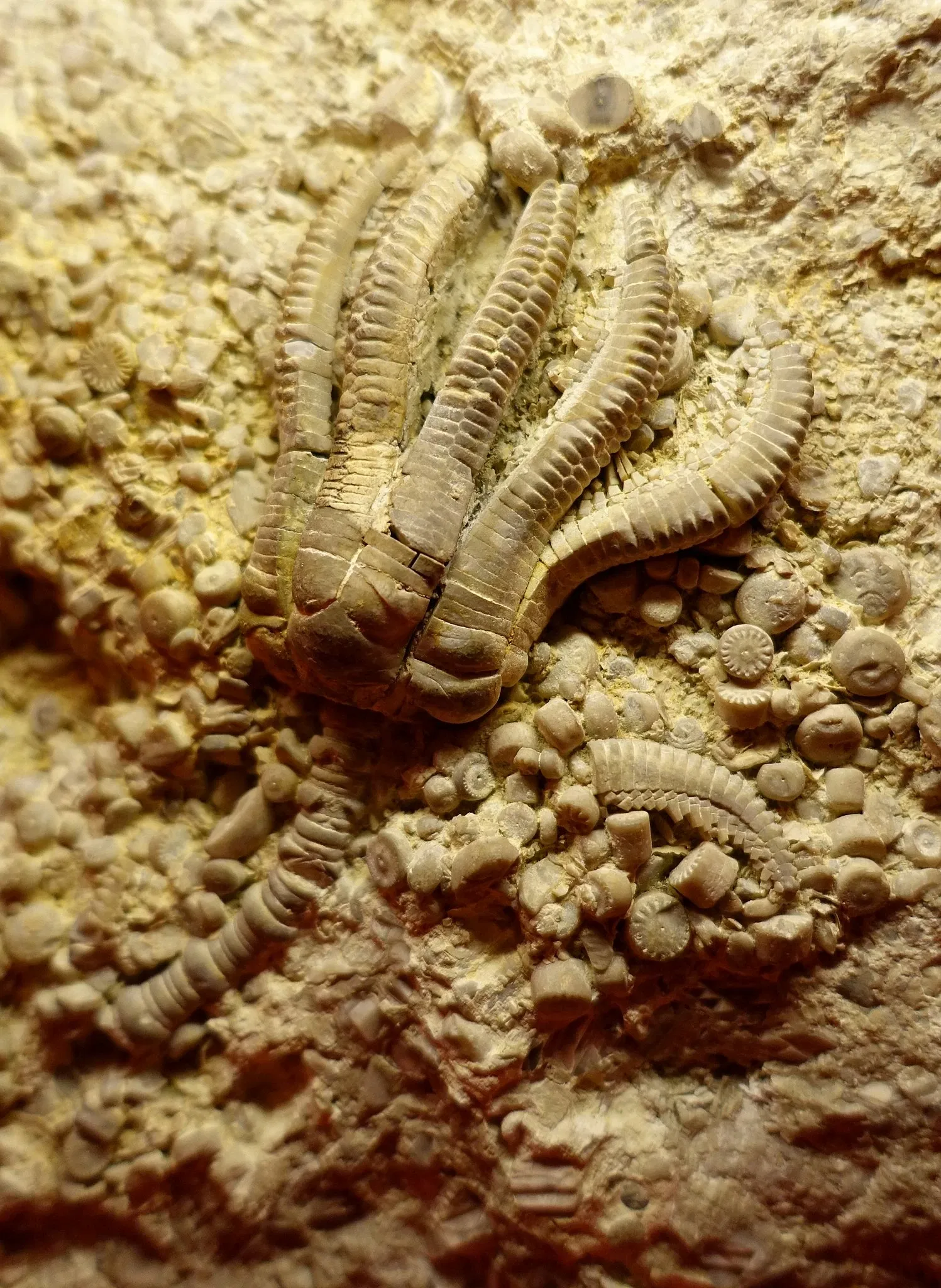 Museo de Historia Natural de Brunswick