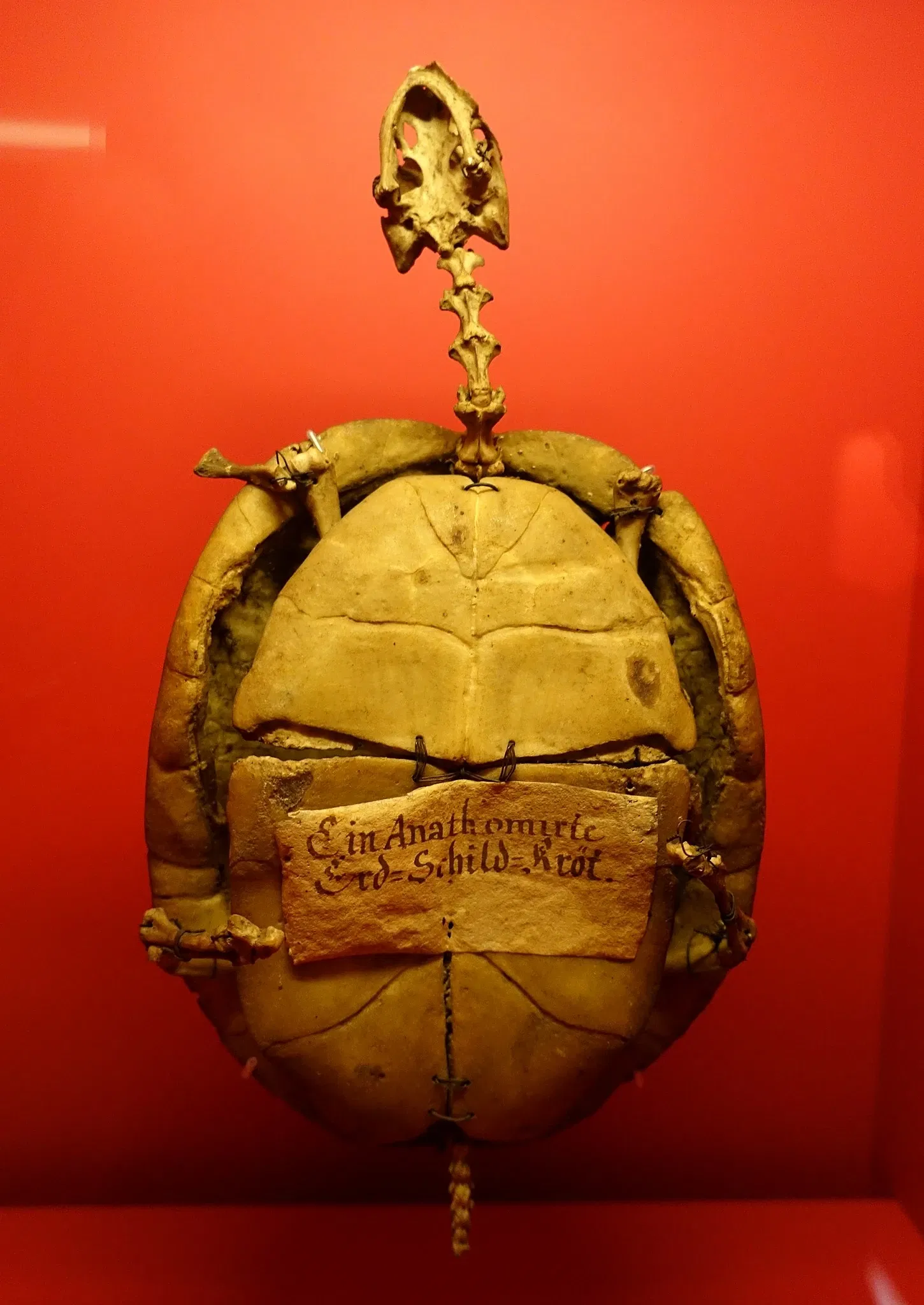 Naturhistorisches Museum Braunschweig