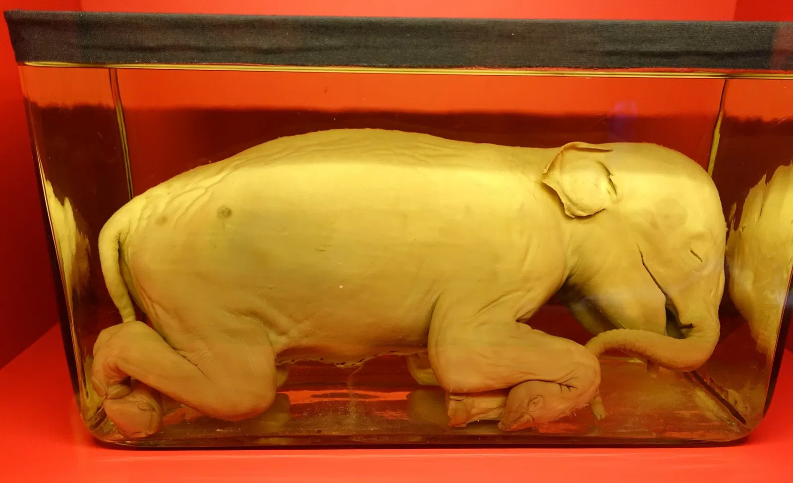 State Natural History Museum