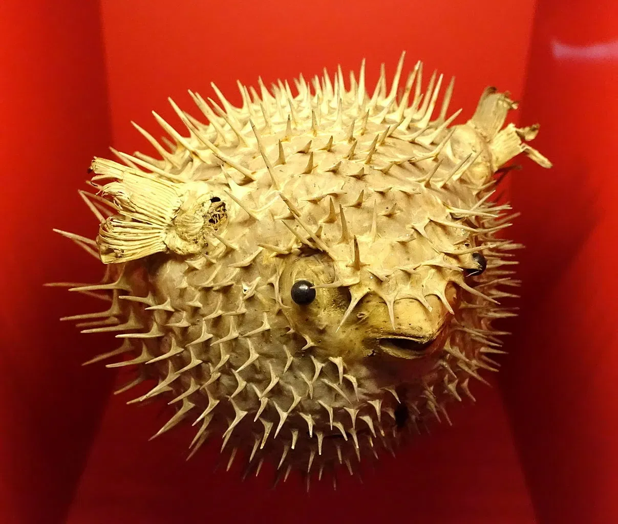 Museo de Historia Natural de Brunswick