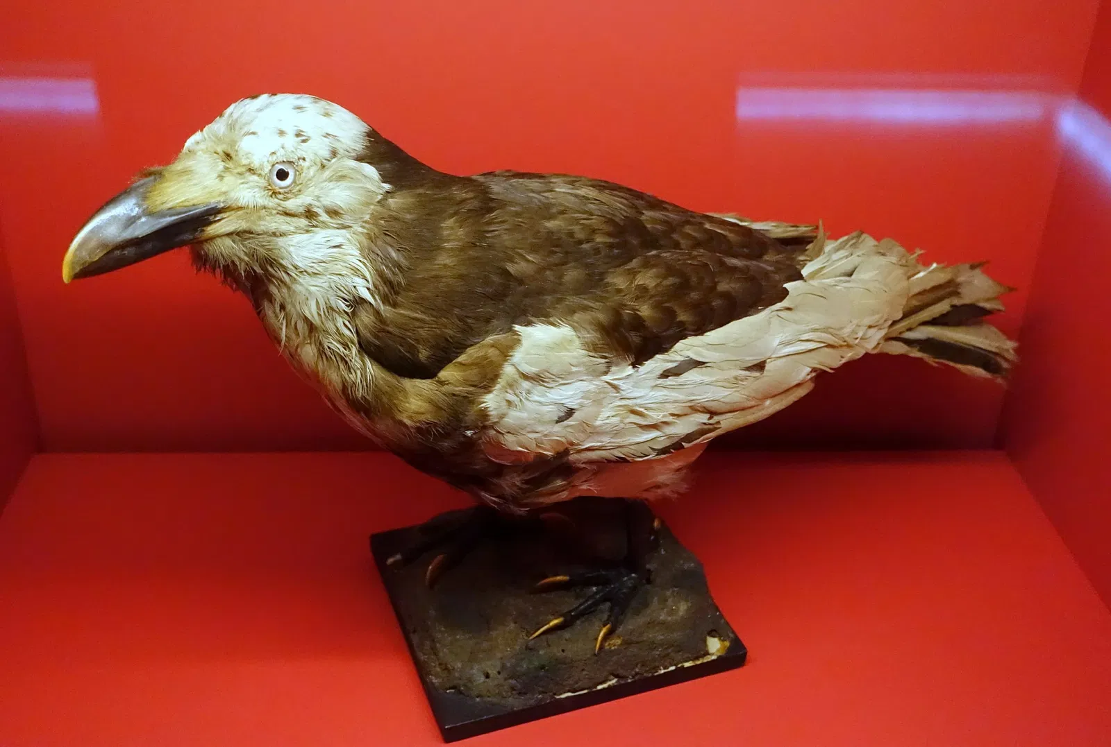 State Natural History Museum