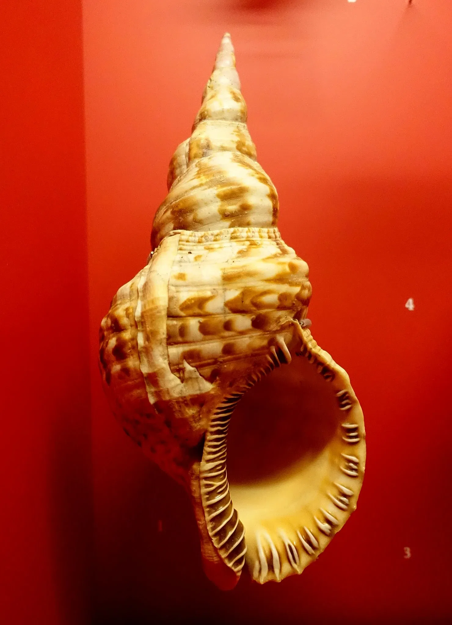 Naturhistorisches Museum Braunschweig