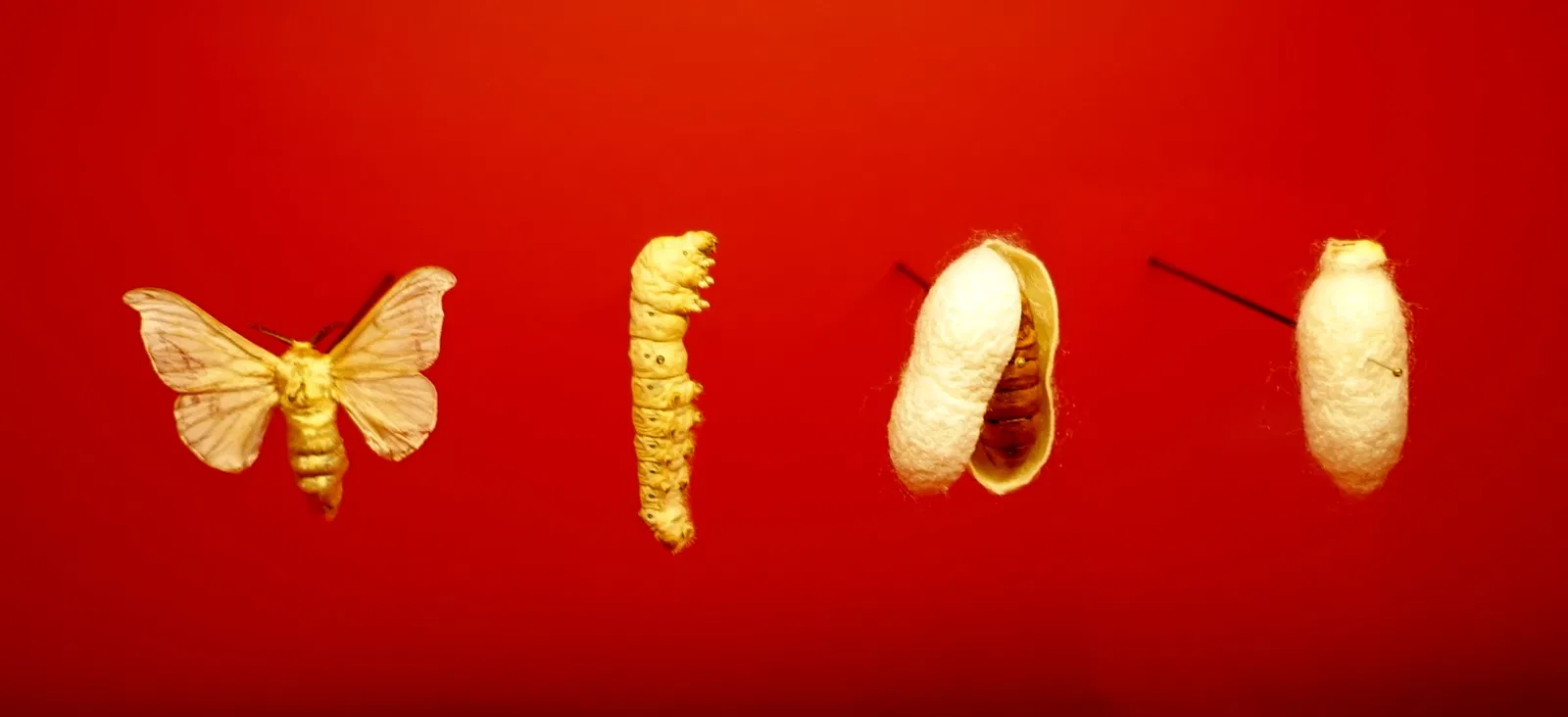 Museo di storia naturale di Braunschweig