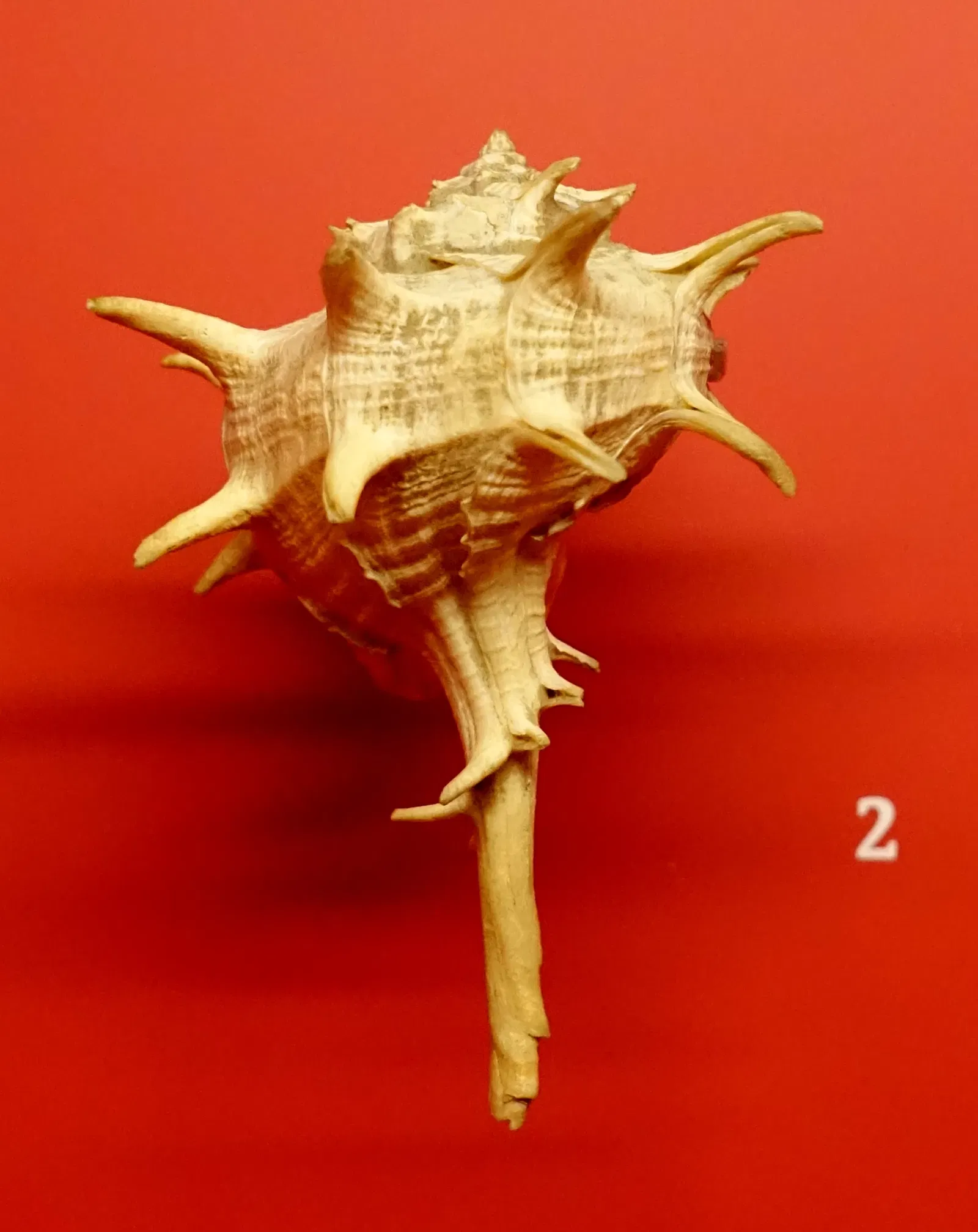 Naturhistorisches Museum Braunschweig