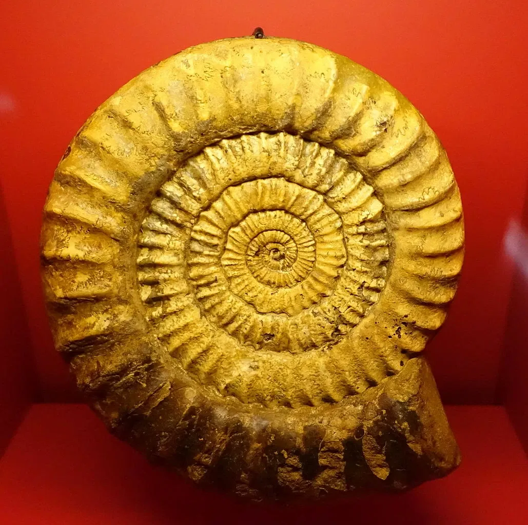 Museo de Historia Natural de Brunswick