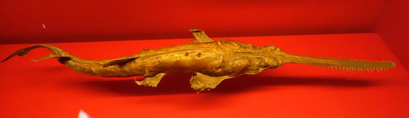 Naturhistorisches Museum Braunschweig