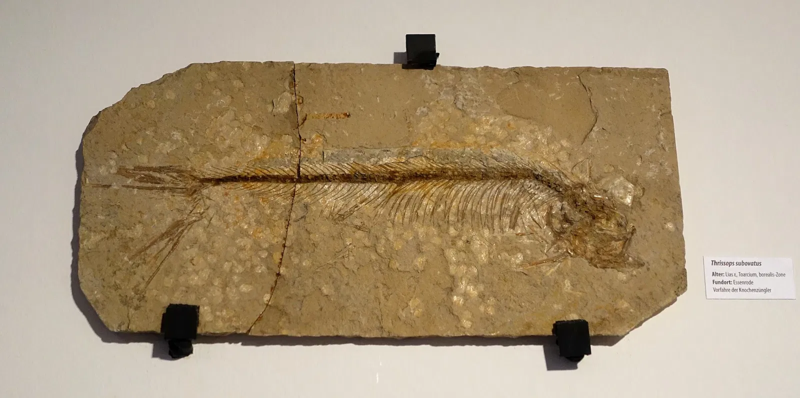 Museo di storia naturale di Braunschweig