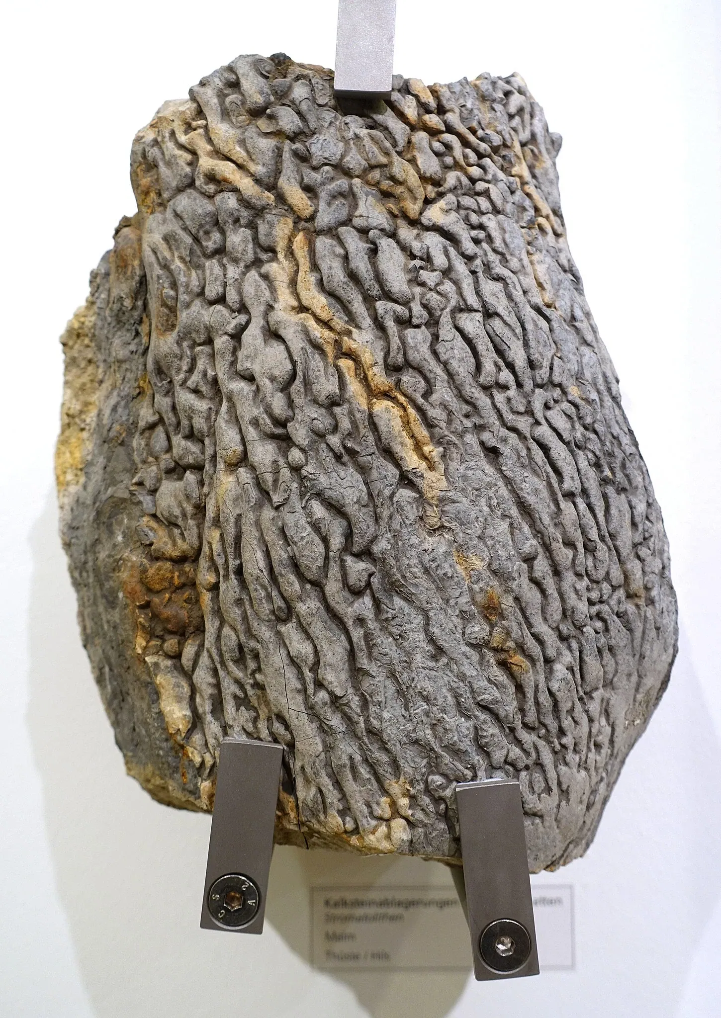 Naturhistorisches Museum Braunschweig