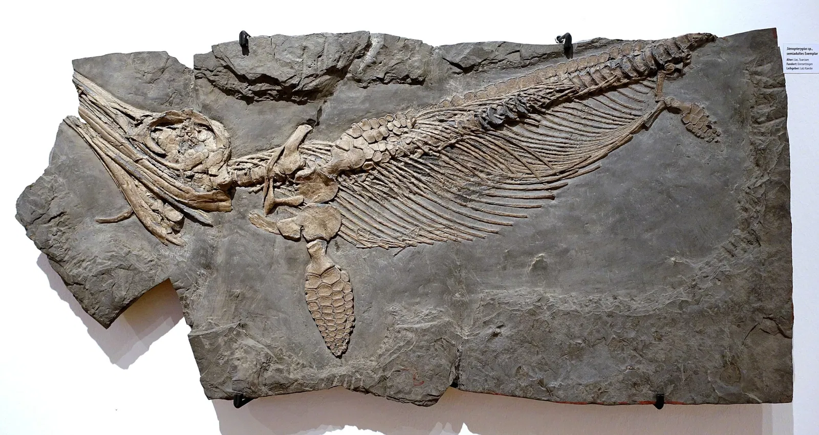 Museo de Historia Natural de Brunswick