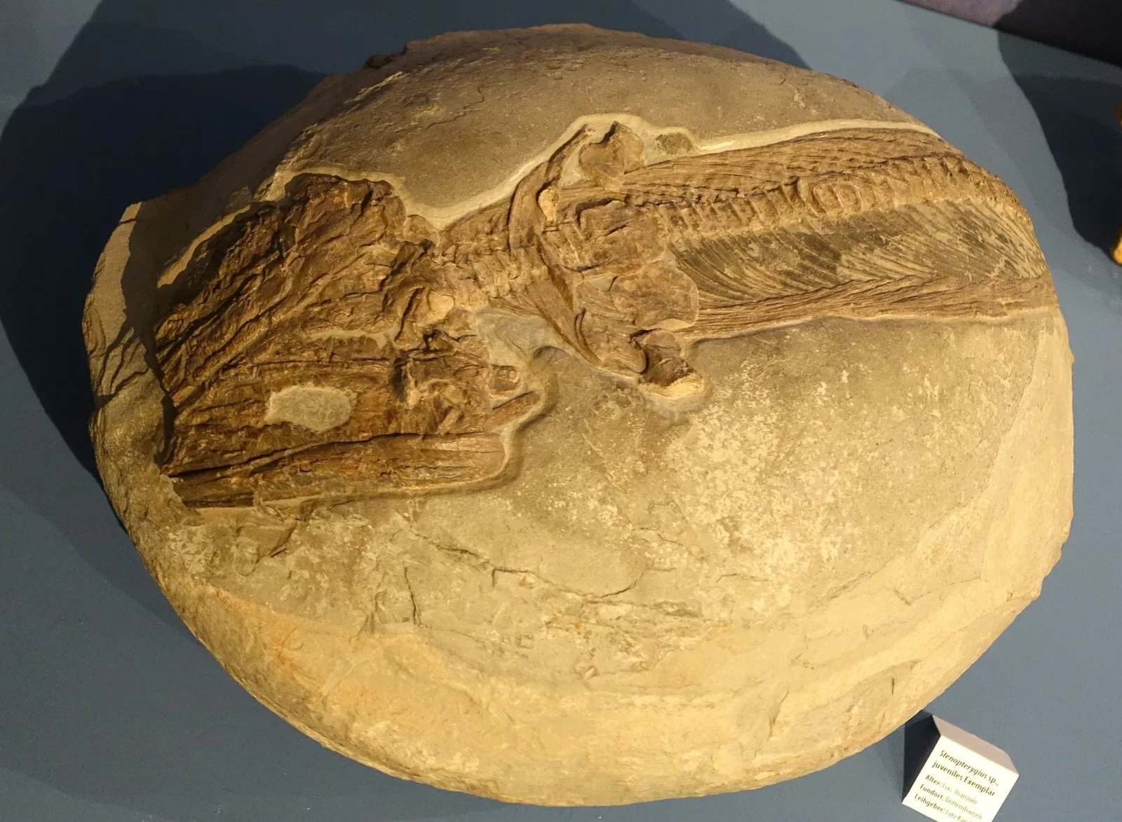 State Natural History Museum