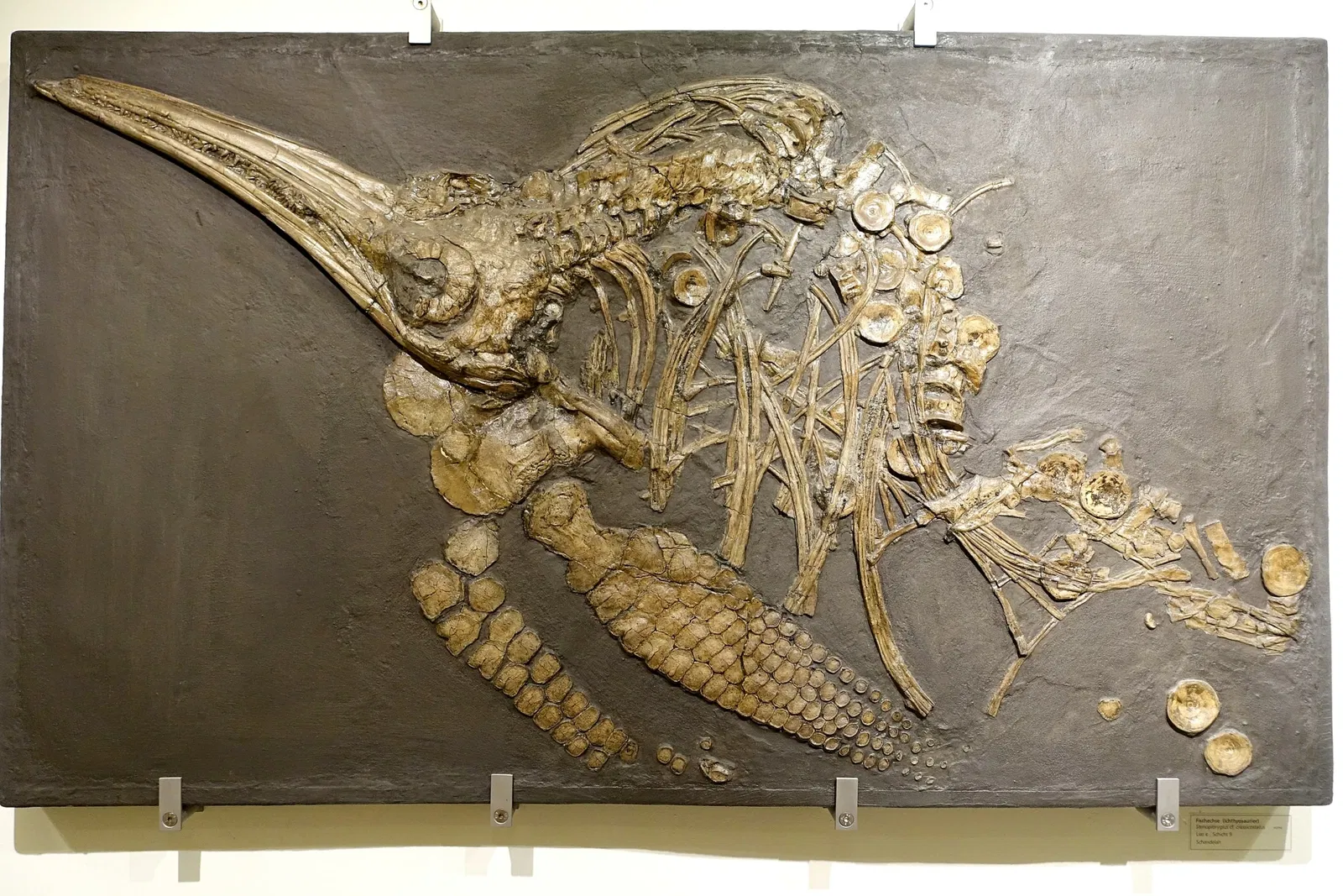 Museo de Historia Natural de Brunswick