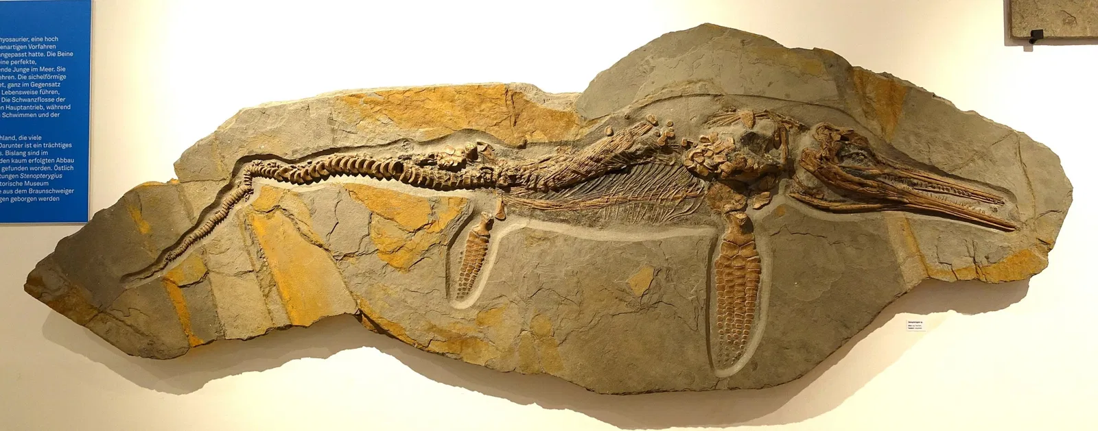 Museo de Historia Natural de Brunswick