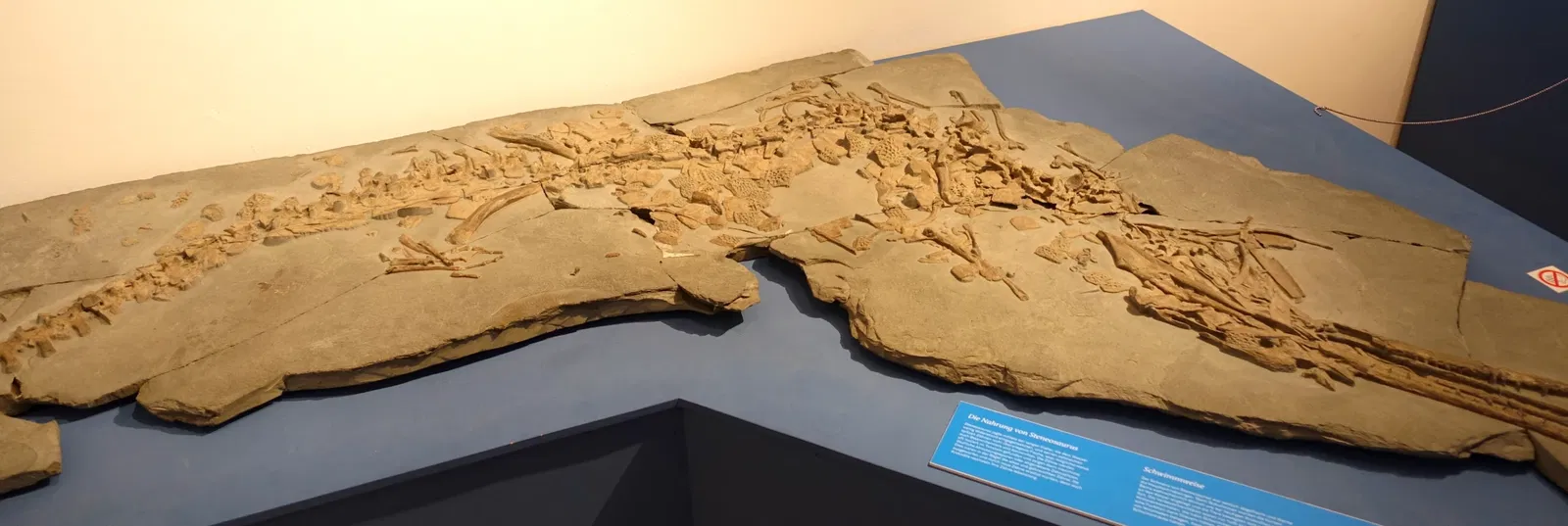 Museo di storia naturale di Braunschweig