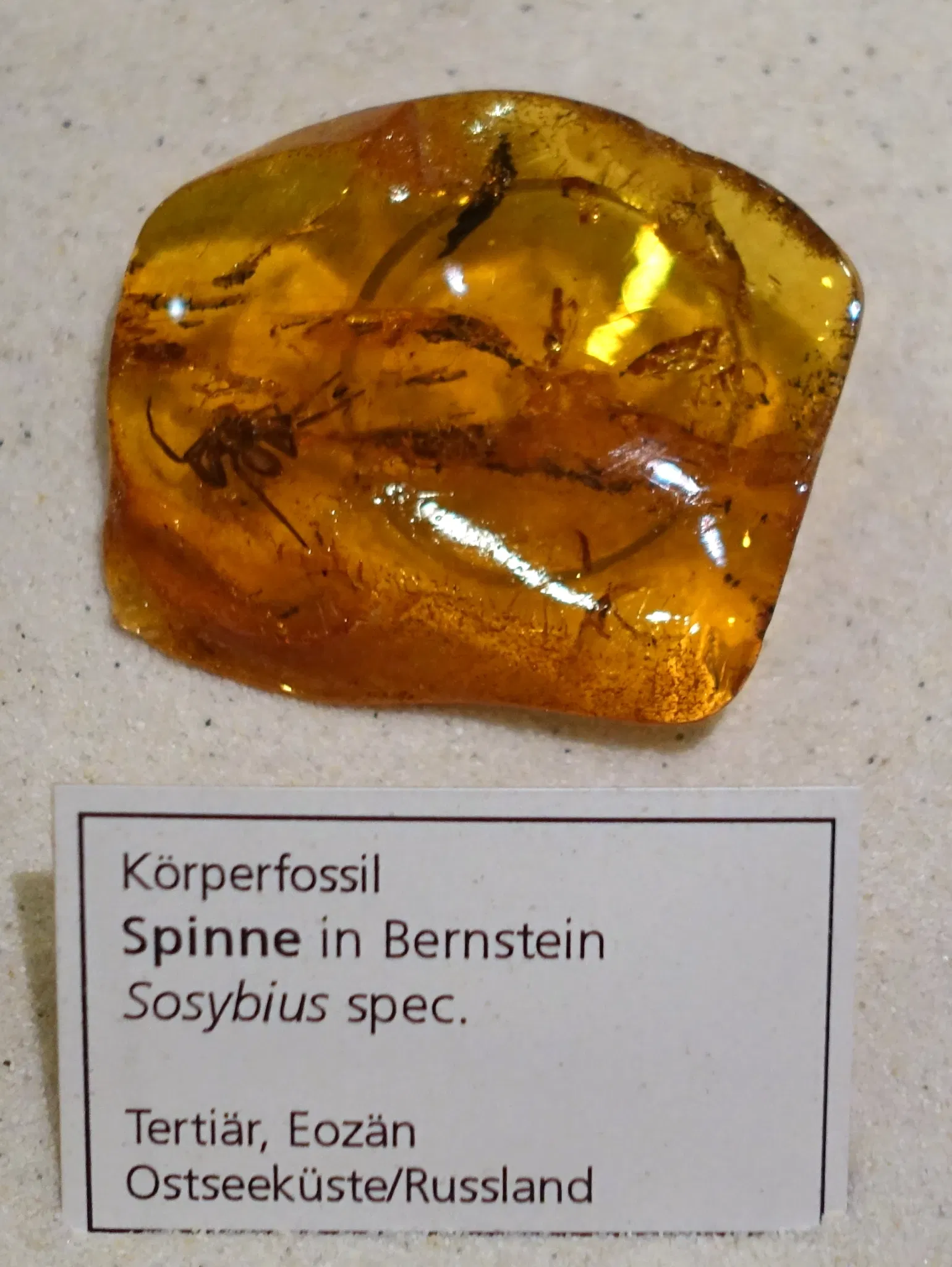 State Natural History Museum