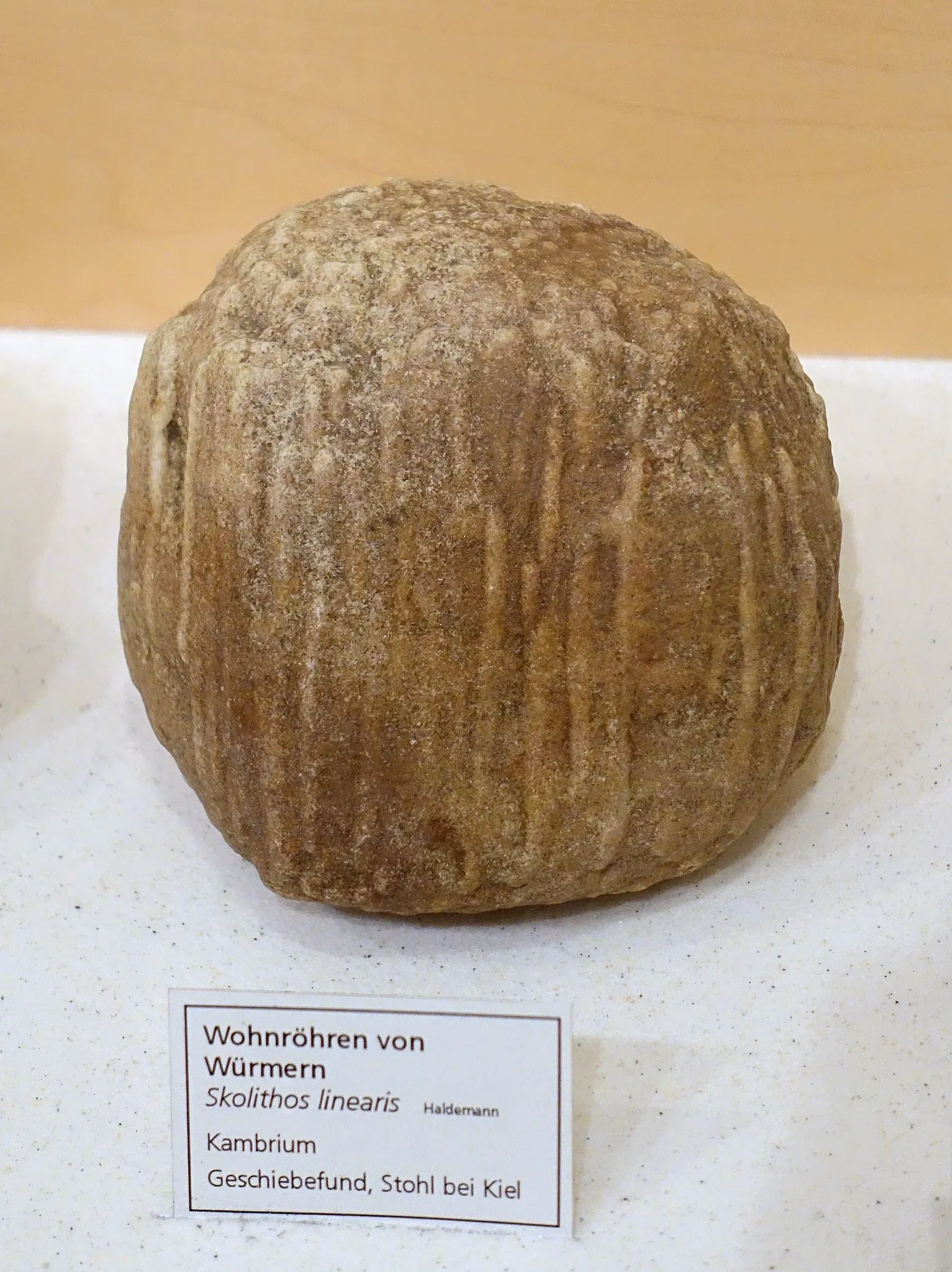 State Natural History Museum