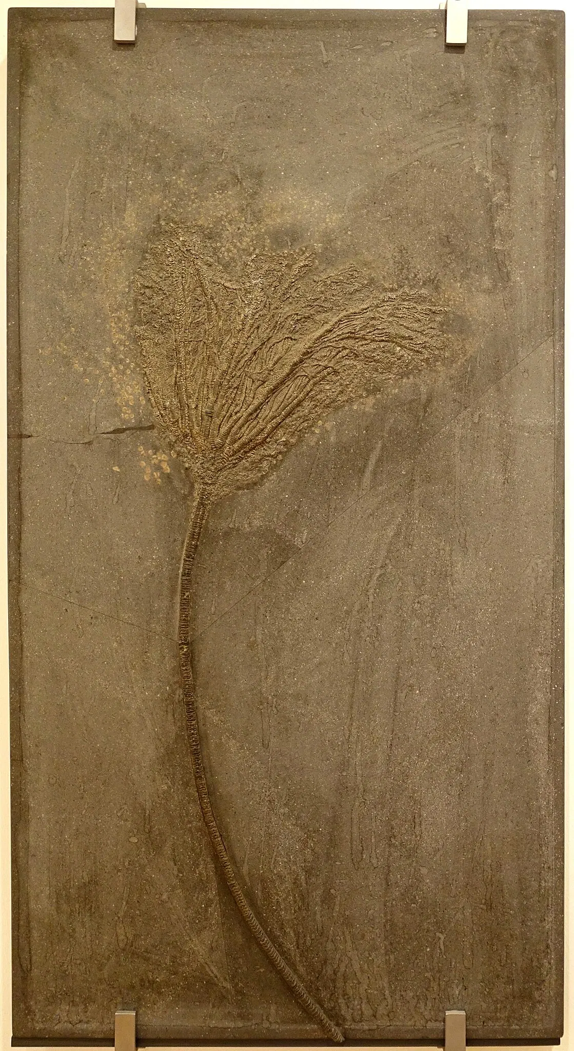 Naturhistorisches Museum Braunschweig