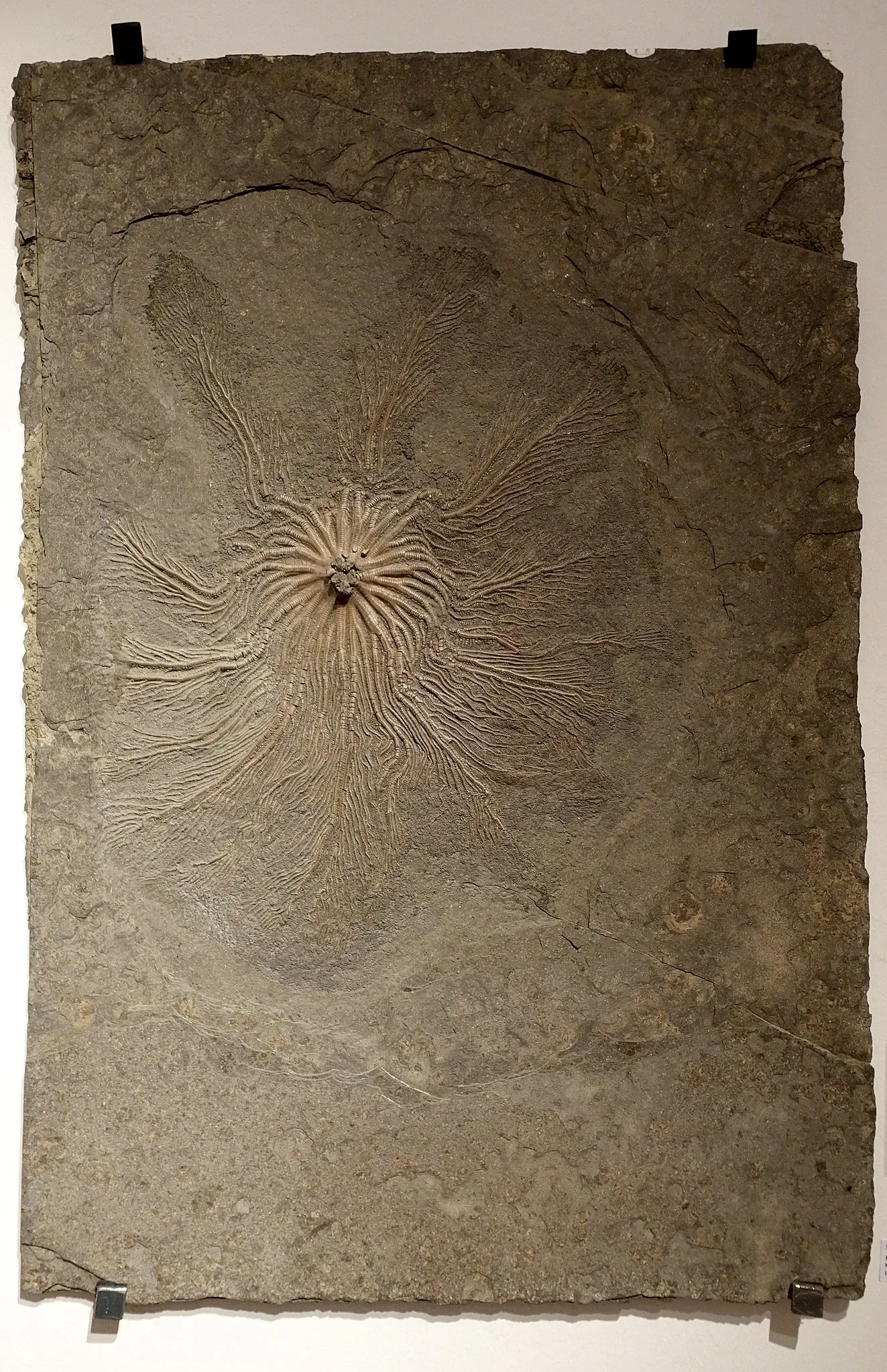 State Natural History Museum