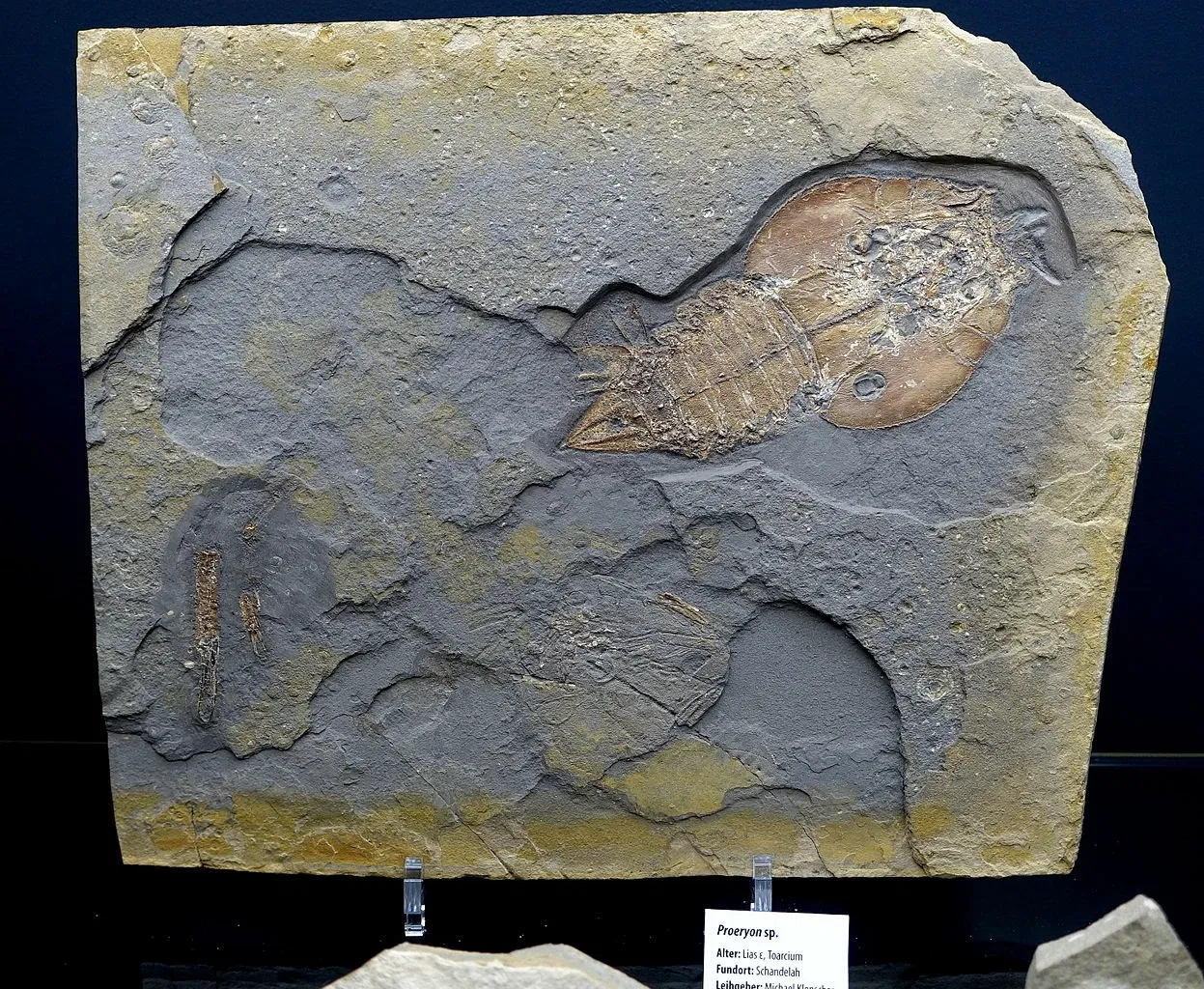 Museo di storia naturale di Braunschweig