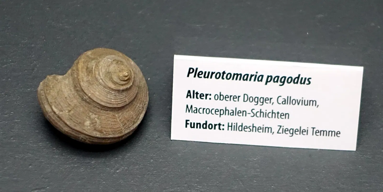 Naturhistorisches Museum Braunschweig