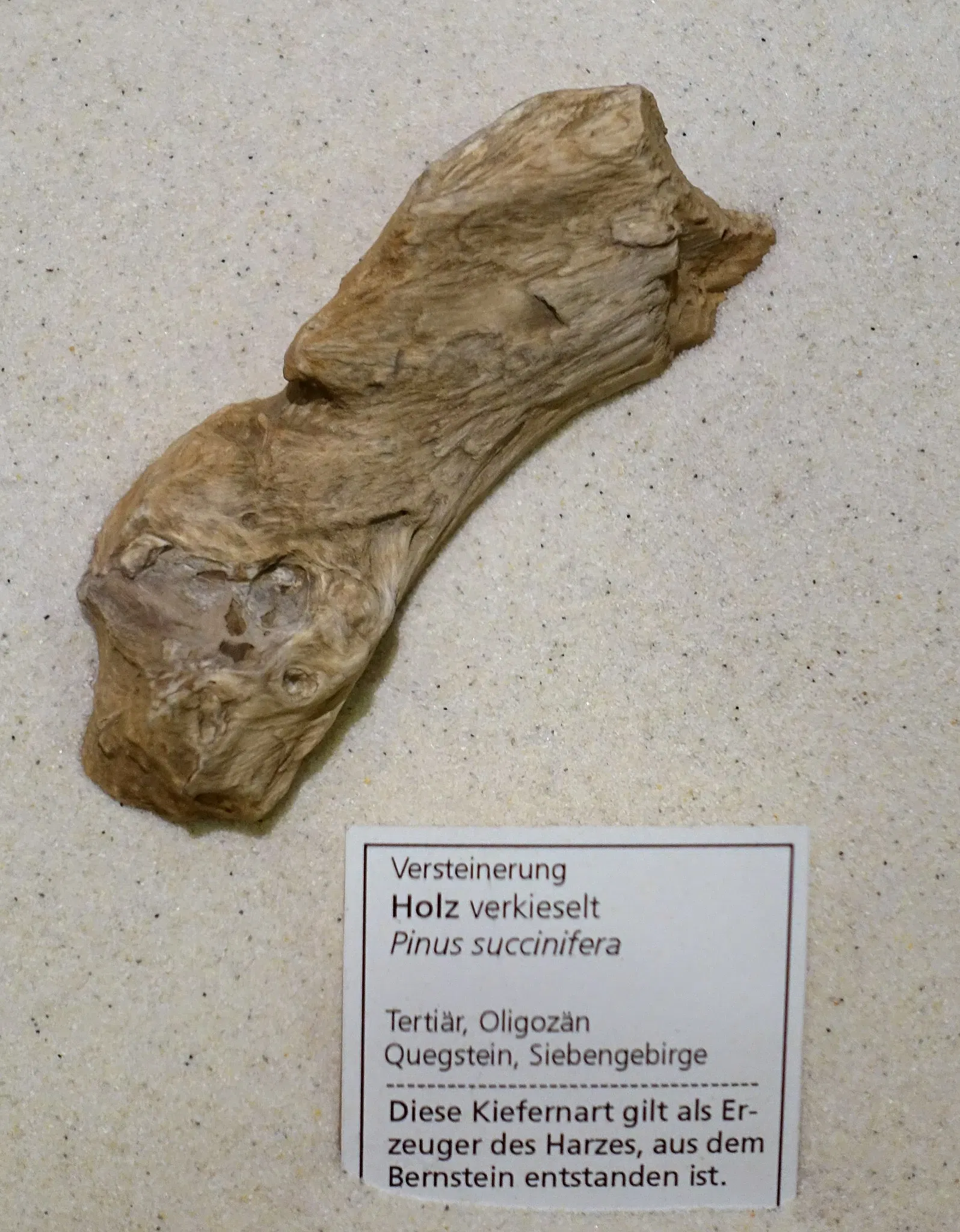 State Natural History Museum