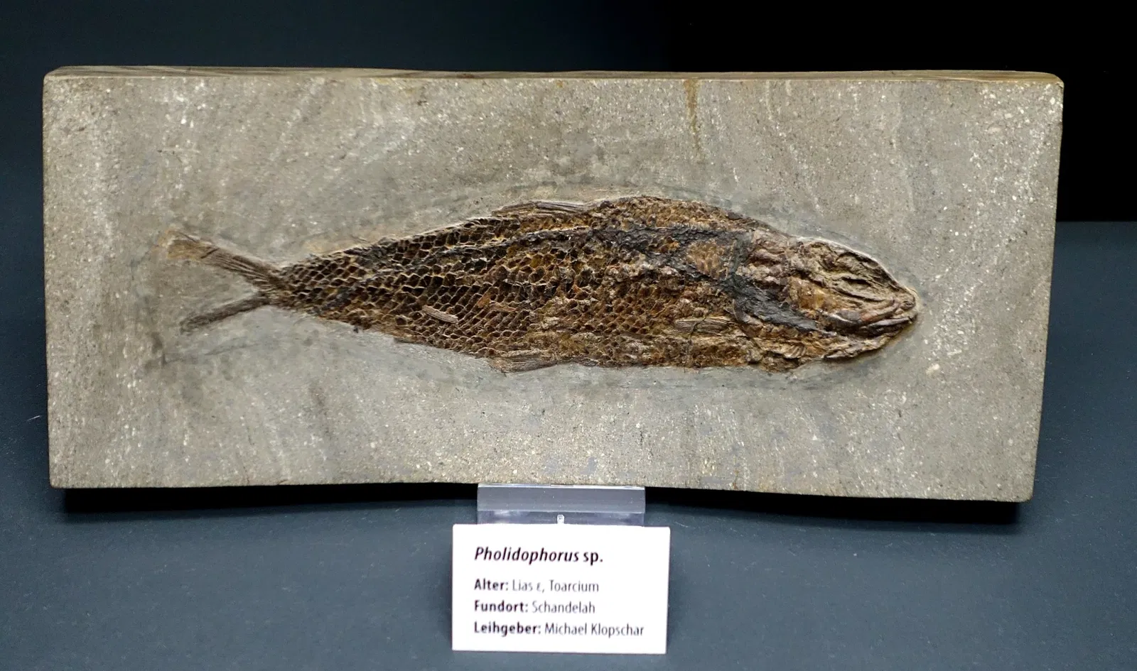 State Natural History Museum