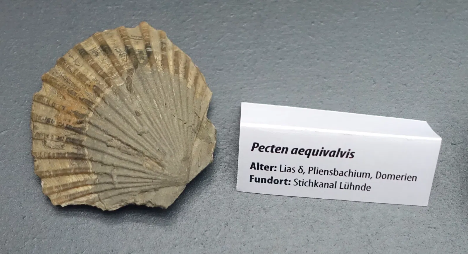 Museo de Historia Natural de Brunswick