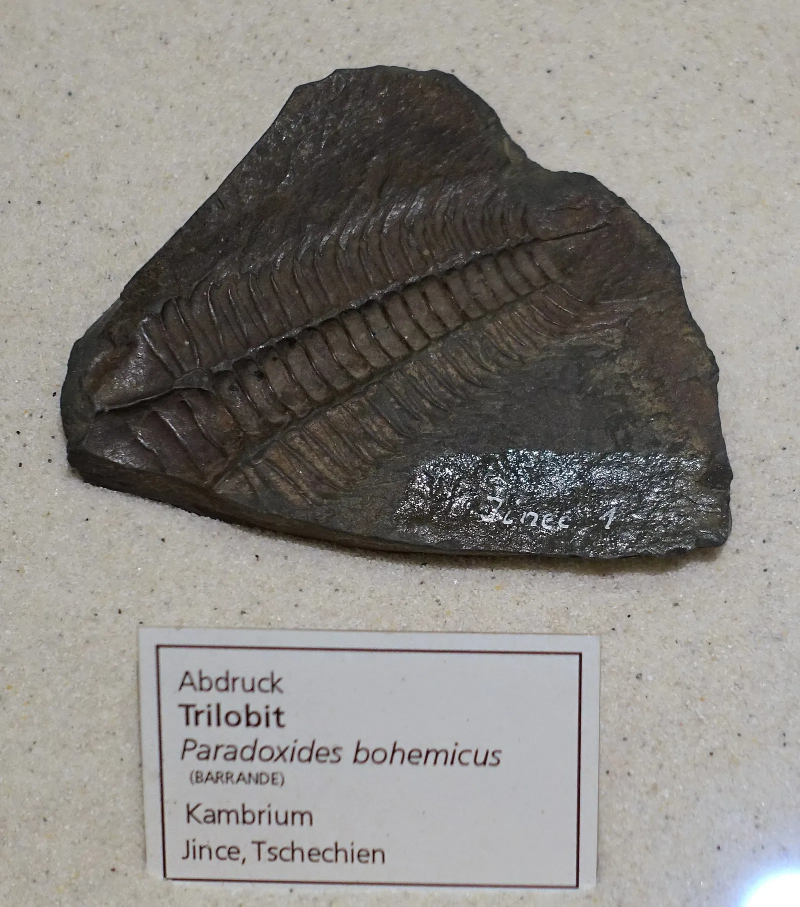 Naturhistorisches Museum Braunschweig