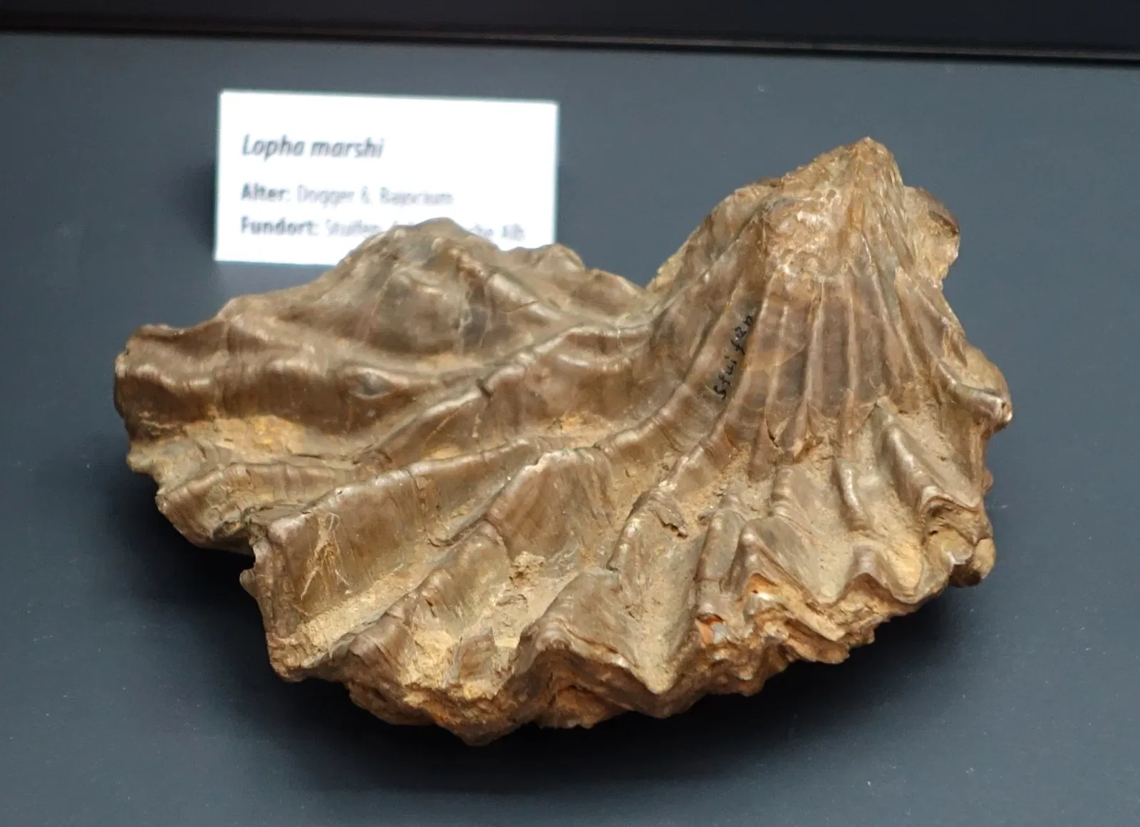 Museo di storia naturale di Braunschweig