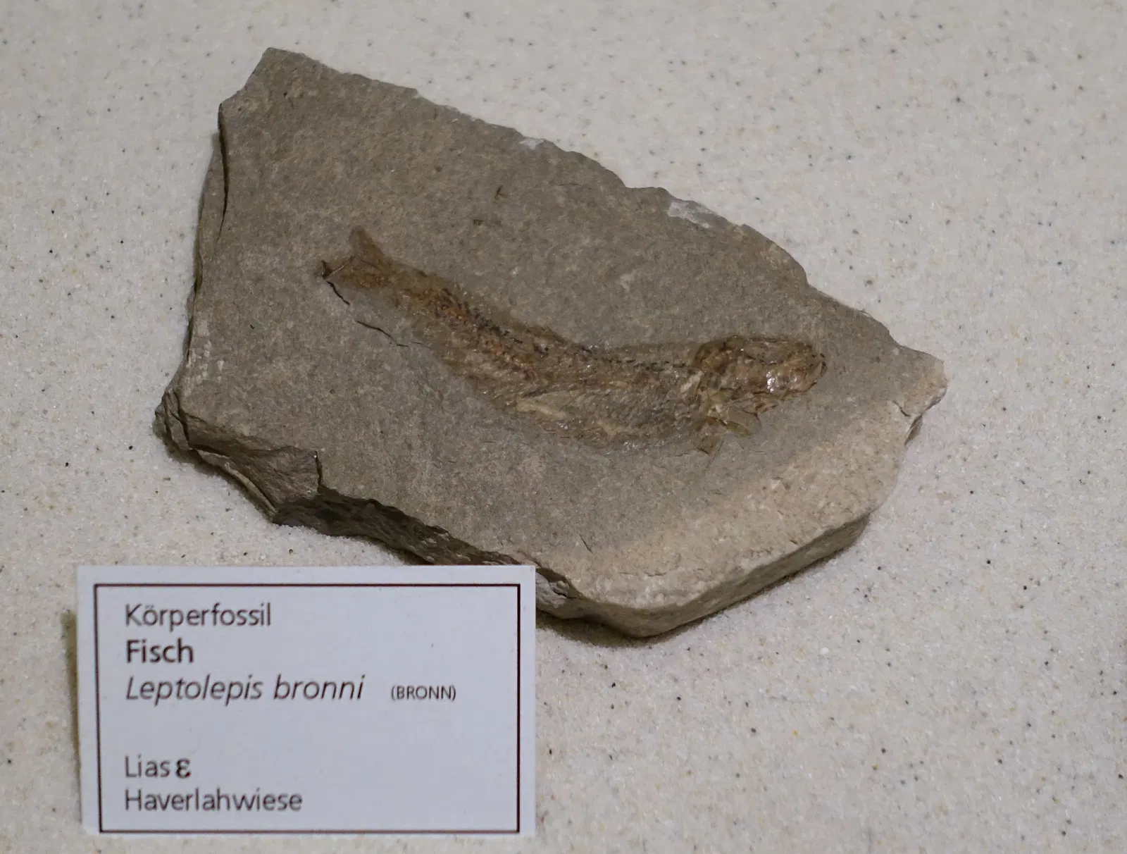 Museo di storia naturale di Braunschweig