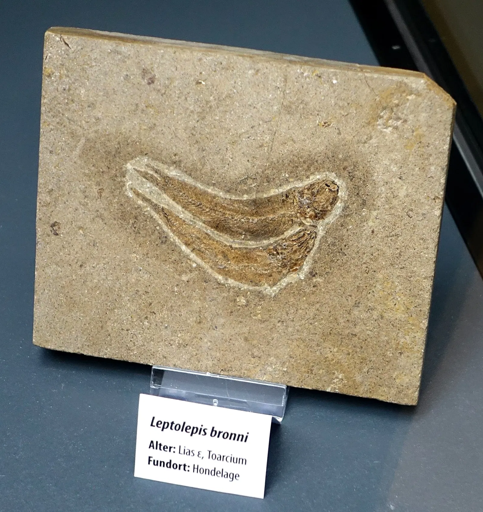 State Natural History Museum