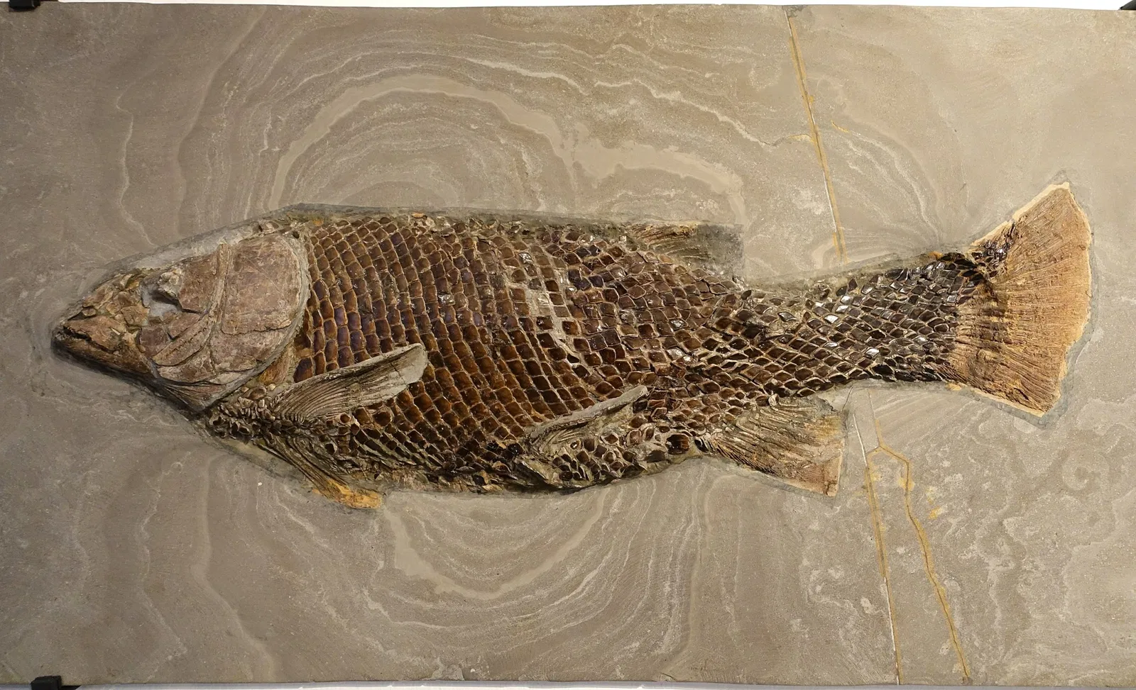 Museo di storia naturale di Braunschweig